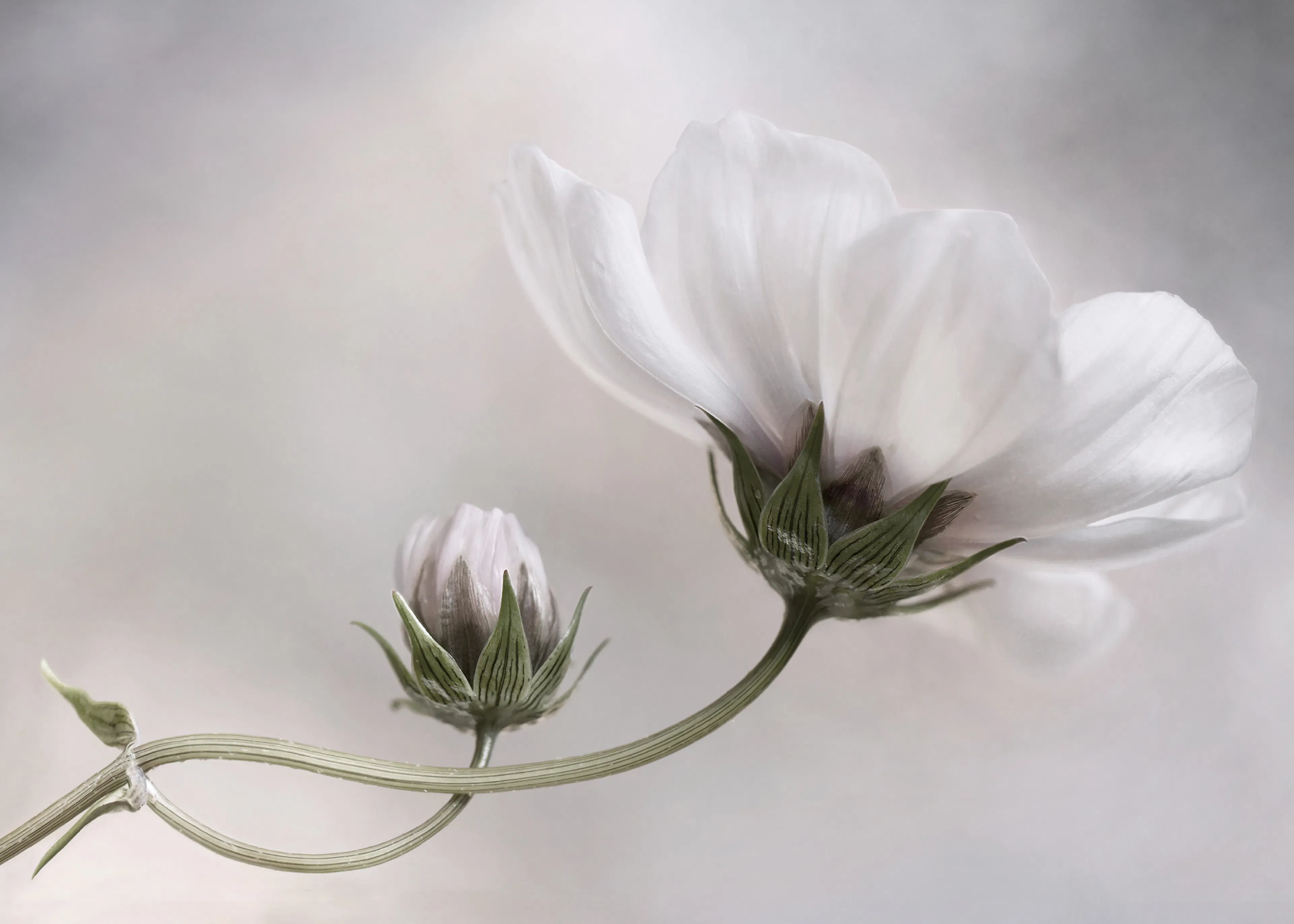 Mandy Disher - Simple Cosmos Poster 0