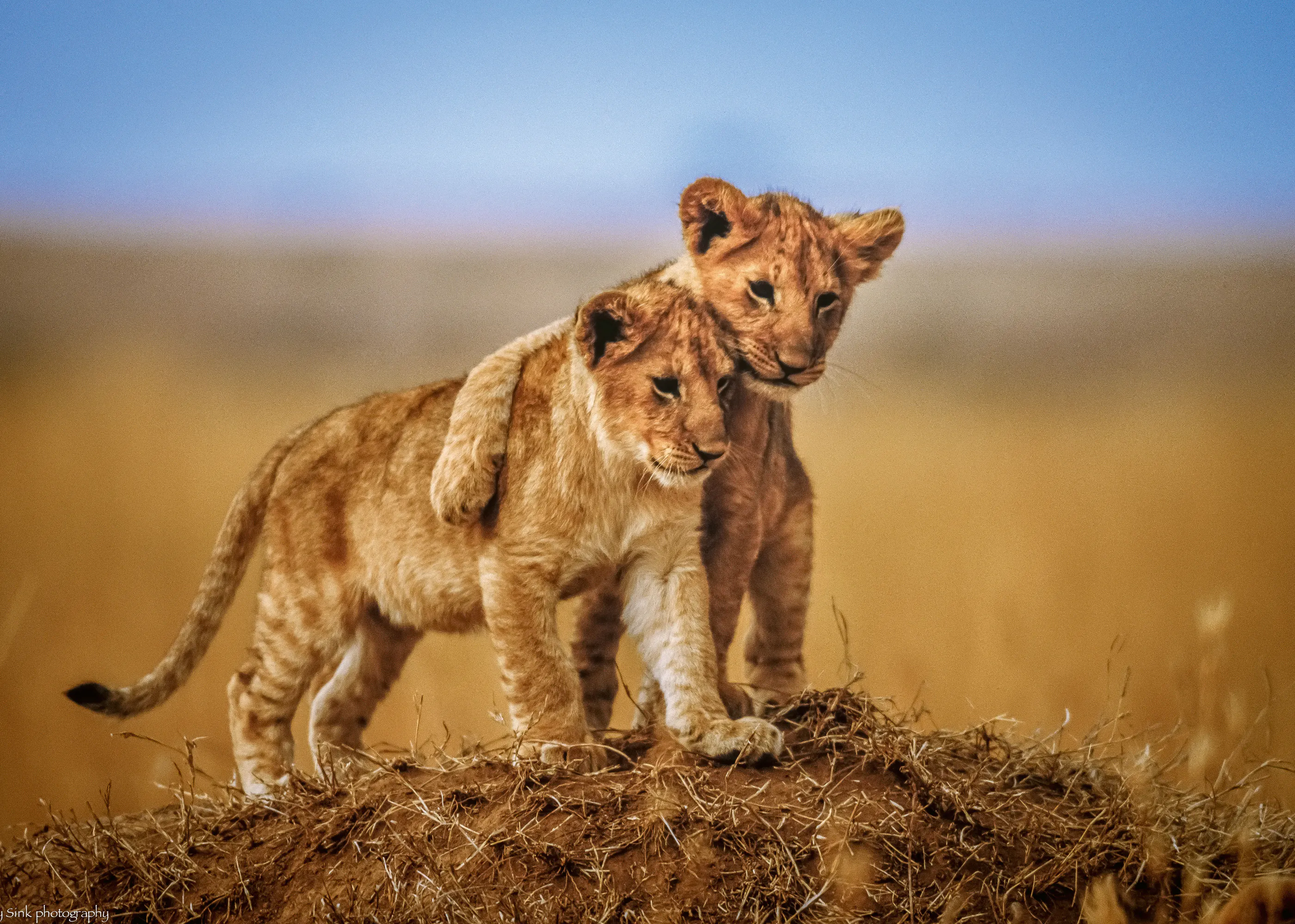 Jeffrey C. Sink - Cachorros Juguetones de León Póster 0