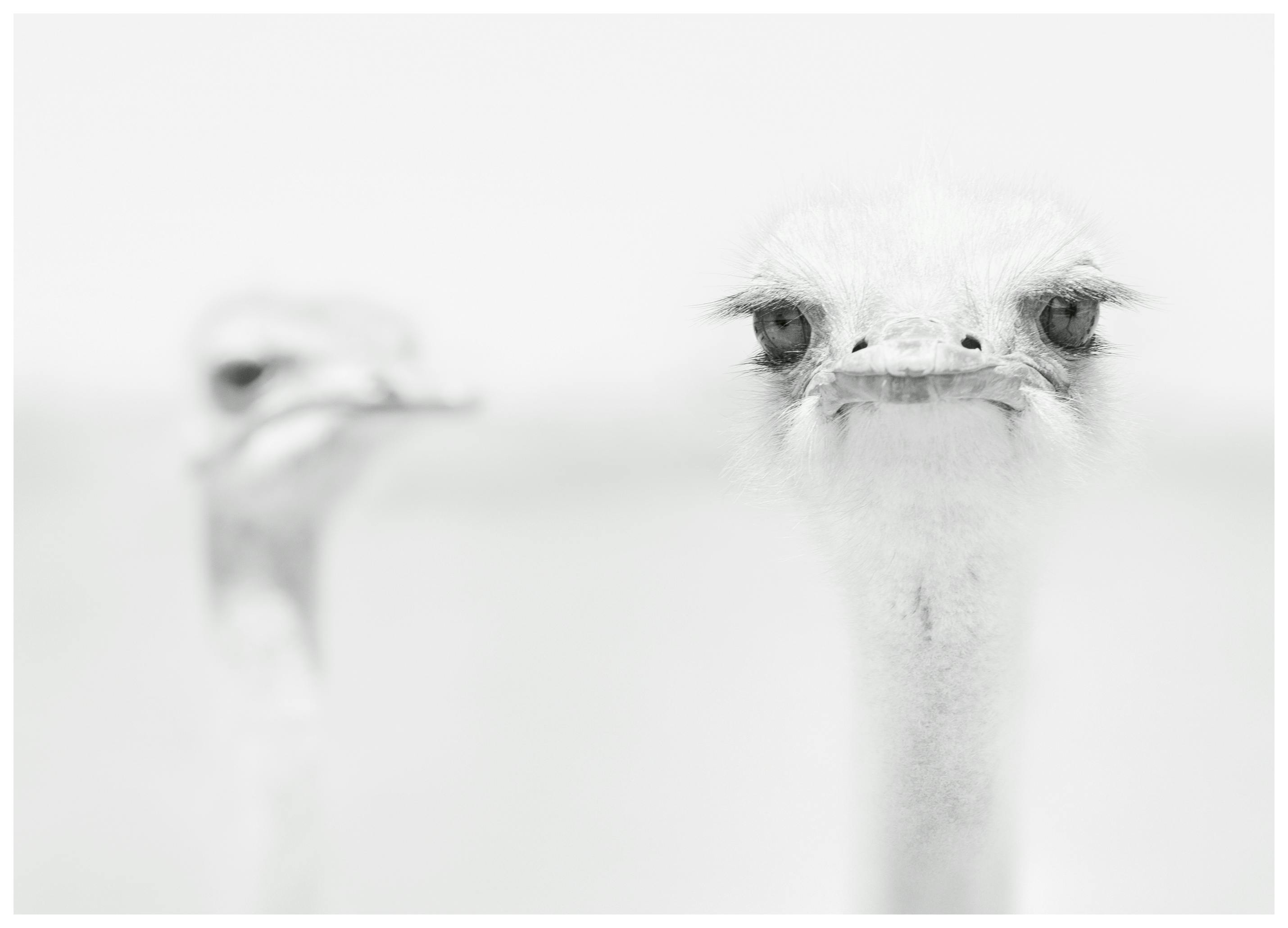 Carlo Tonti - Curious Ostrich Portrait Poster (13x18 cm) - Poster Store