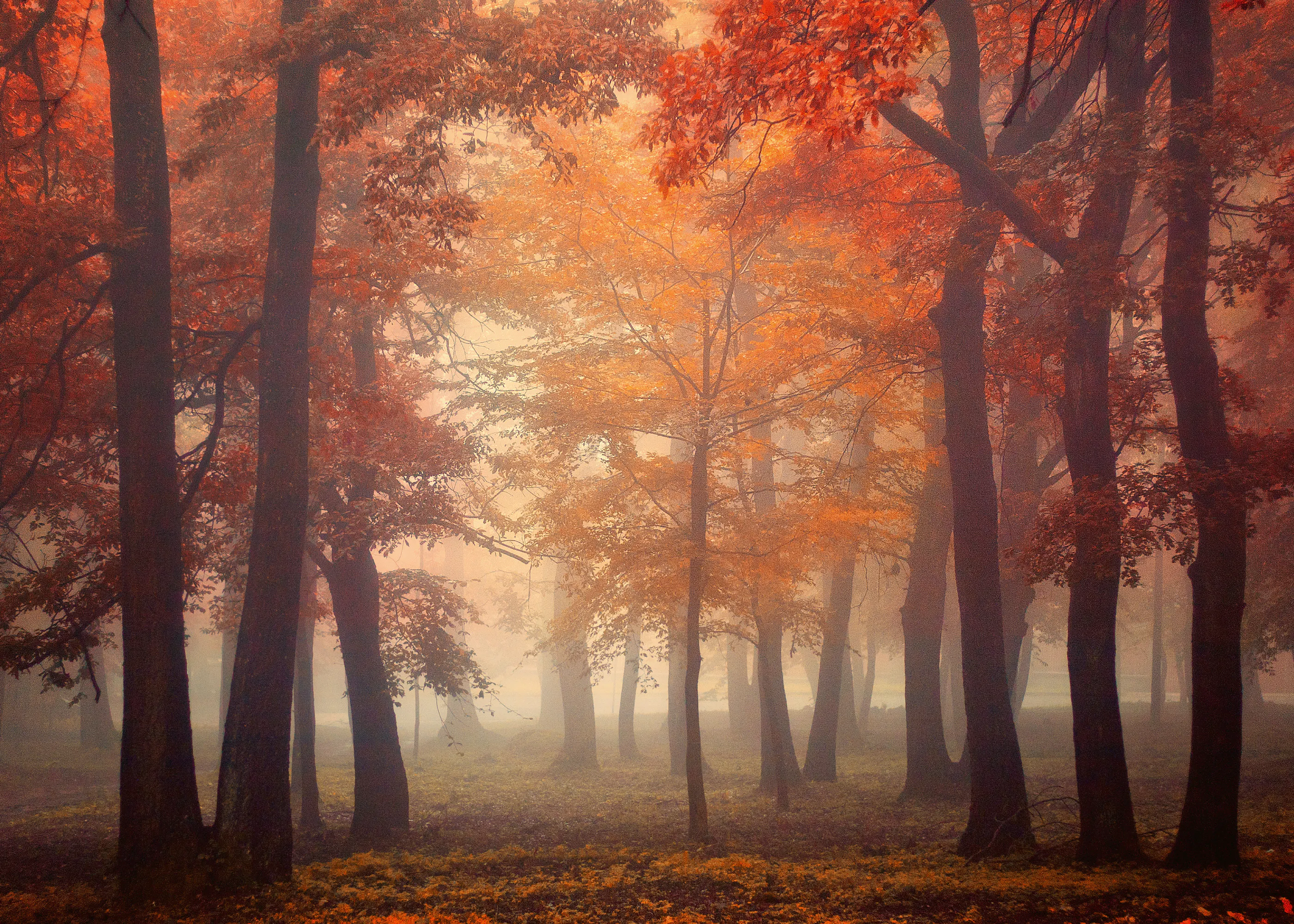 Ildiko Neer - Tåget Efterårsskov Plakat 0