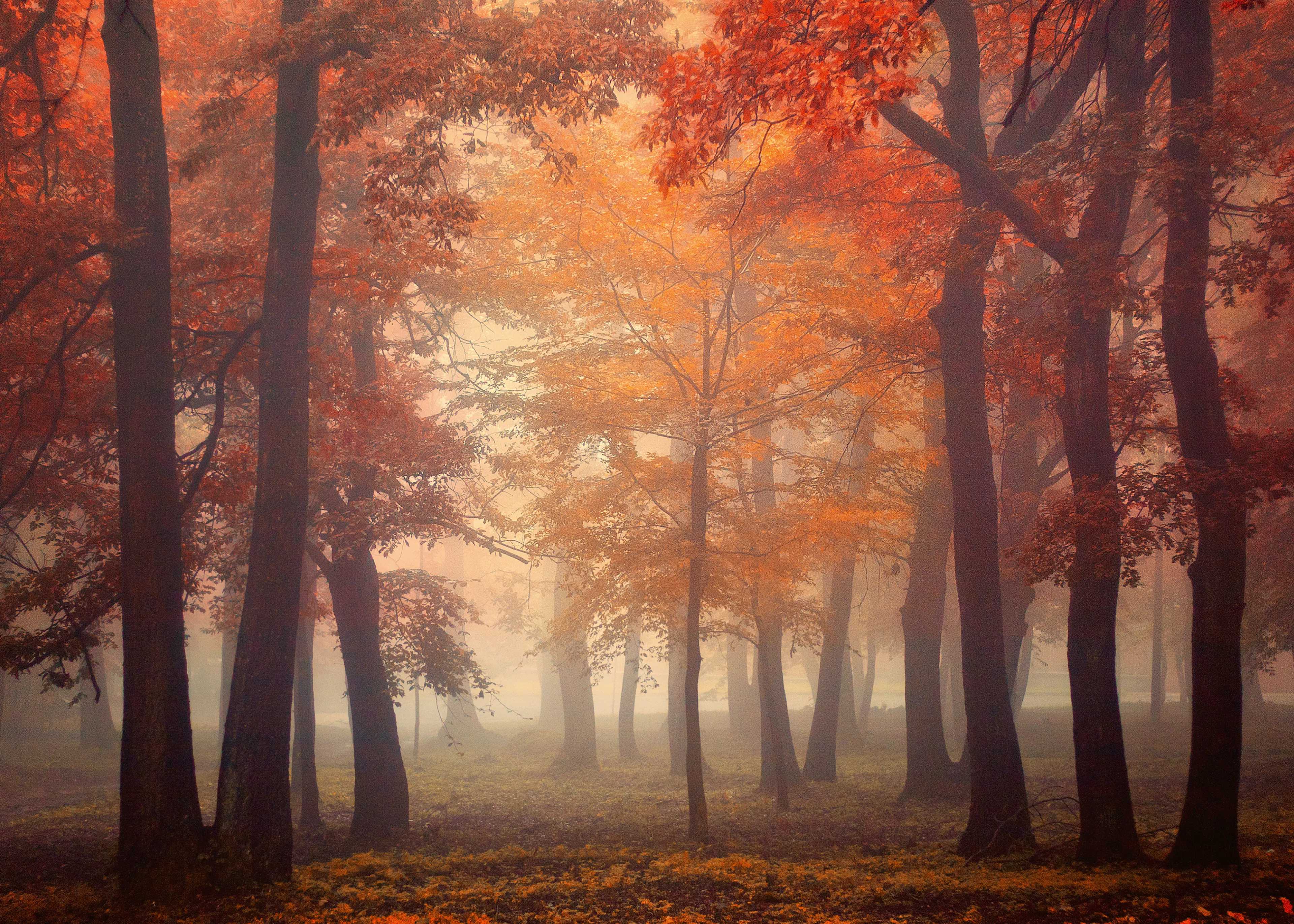 Ildiko Neer - Tåget Efterårsskov Plakat 0