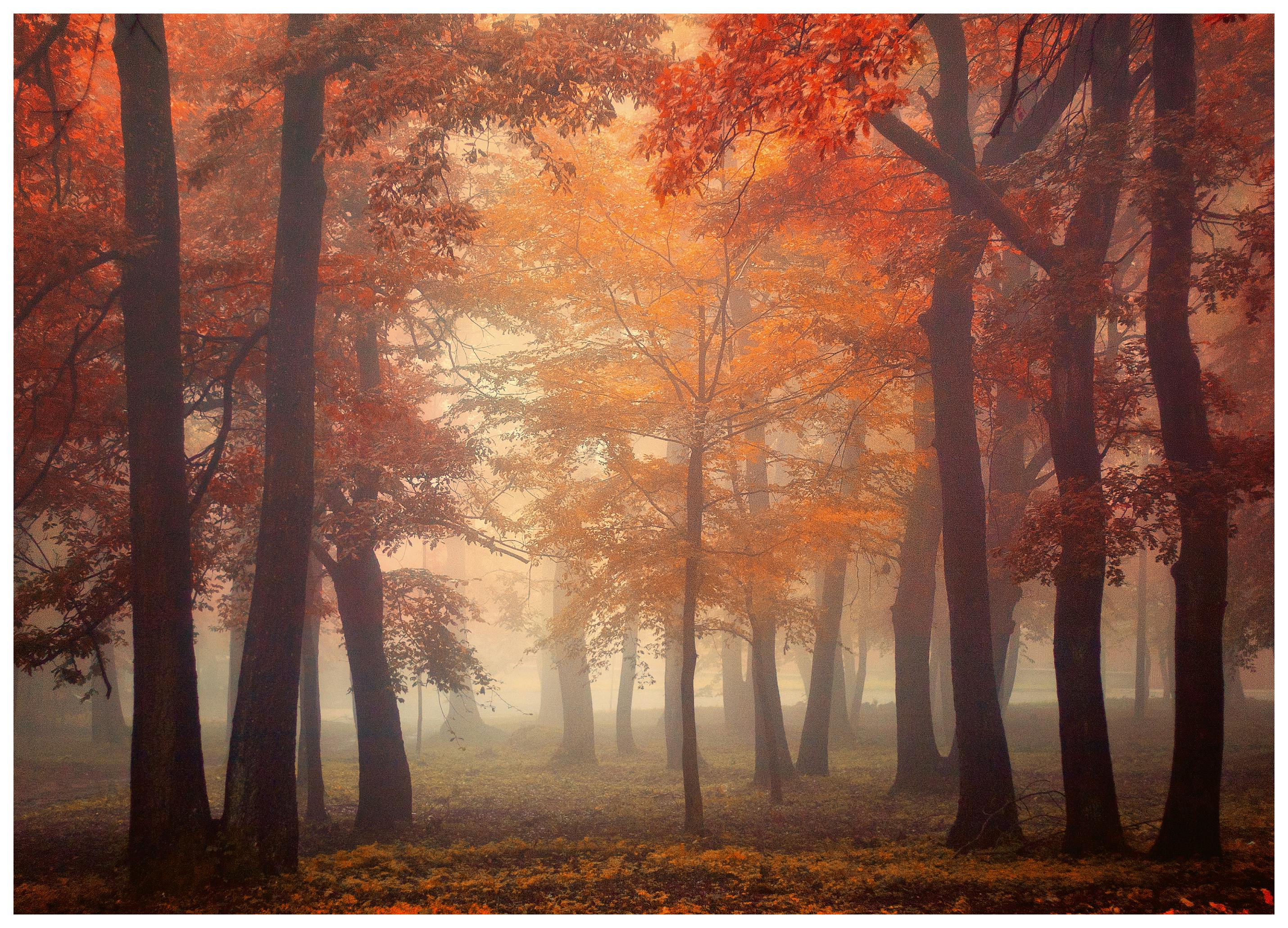 Ildiko Neer - Misty Autumn Forest Poster (21x30 cm) - Poster Store