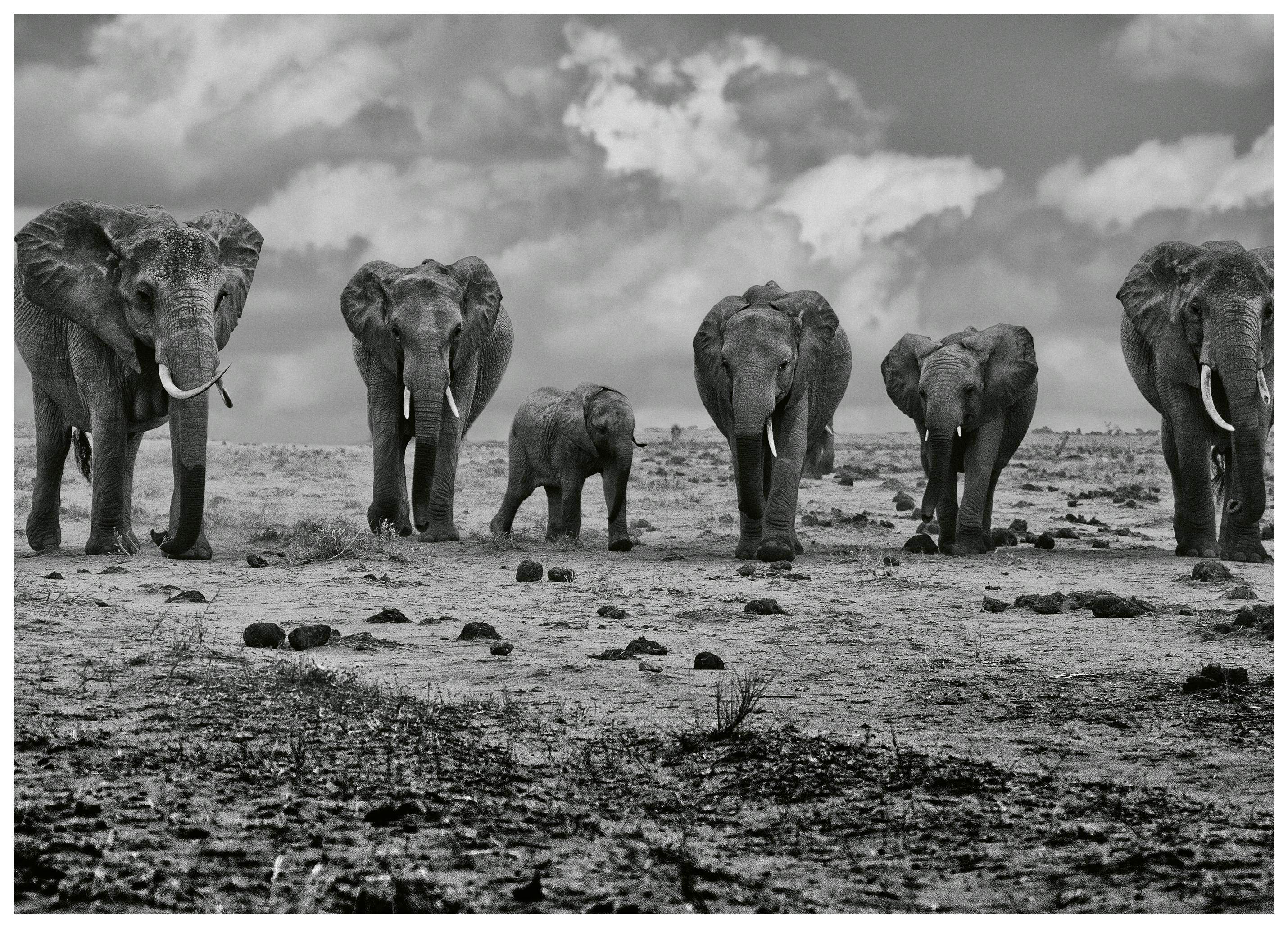Marcel Rebro - Savannah Elephant March Poster (21x30 cm) - Poster Store