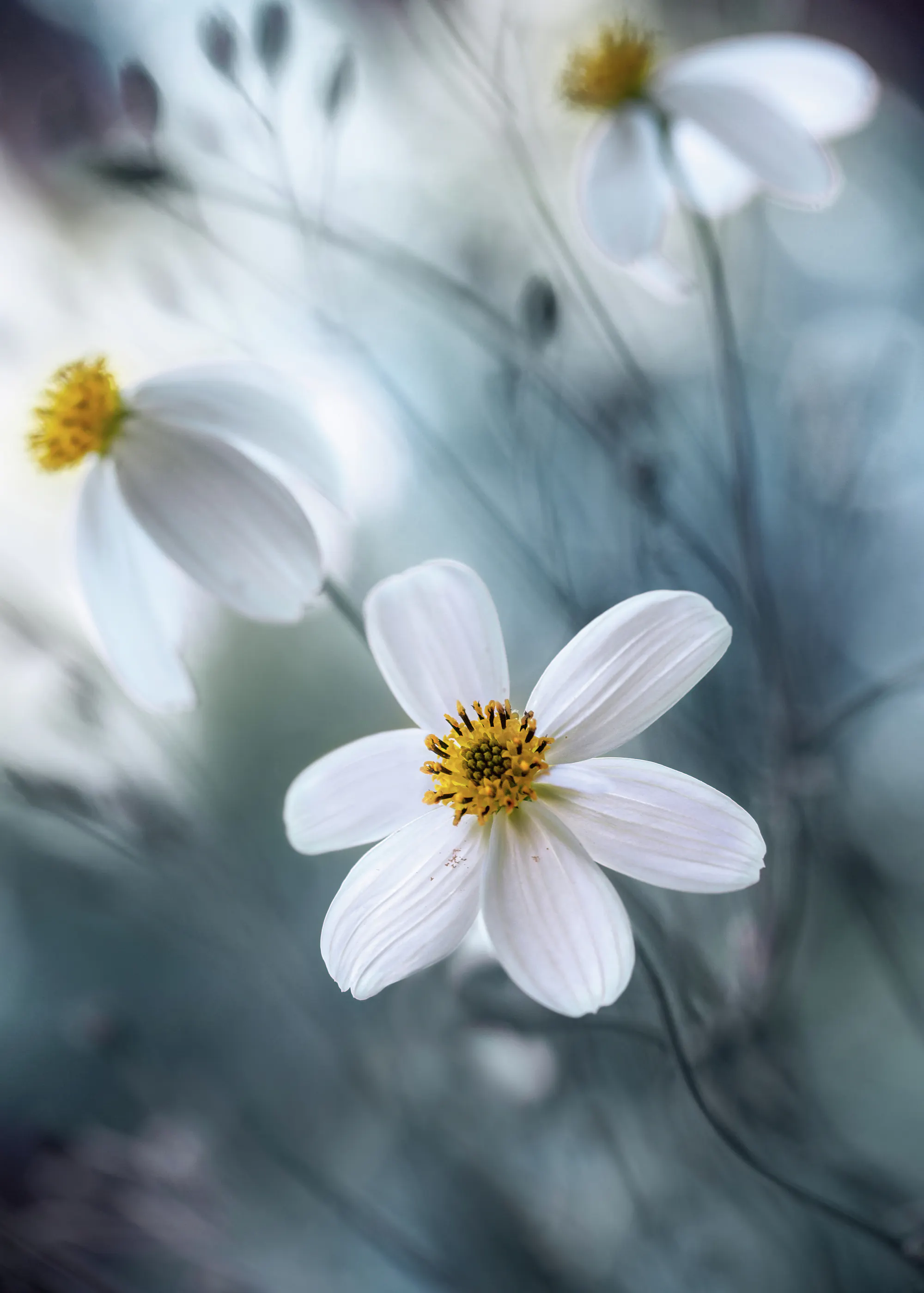 Mandy Disher - Kozmosz Poszter 0
