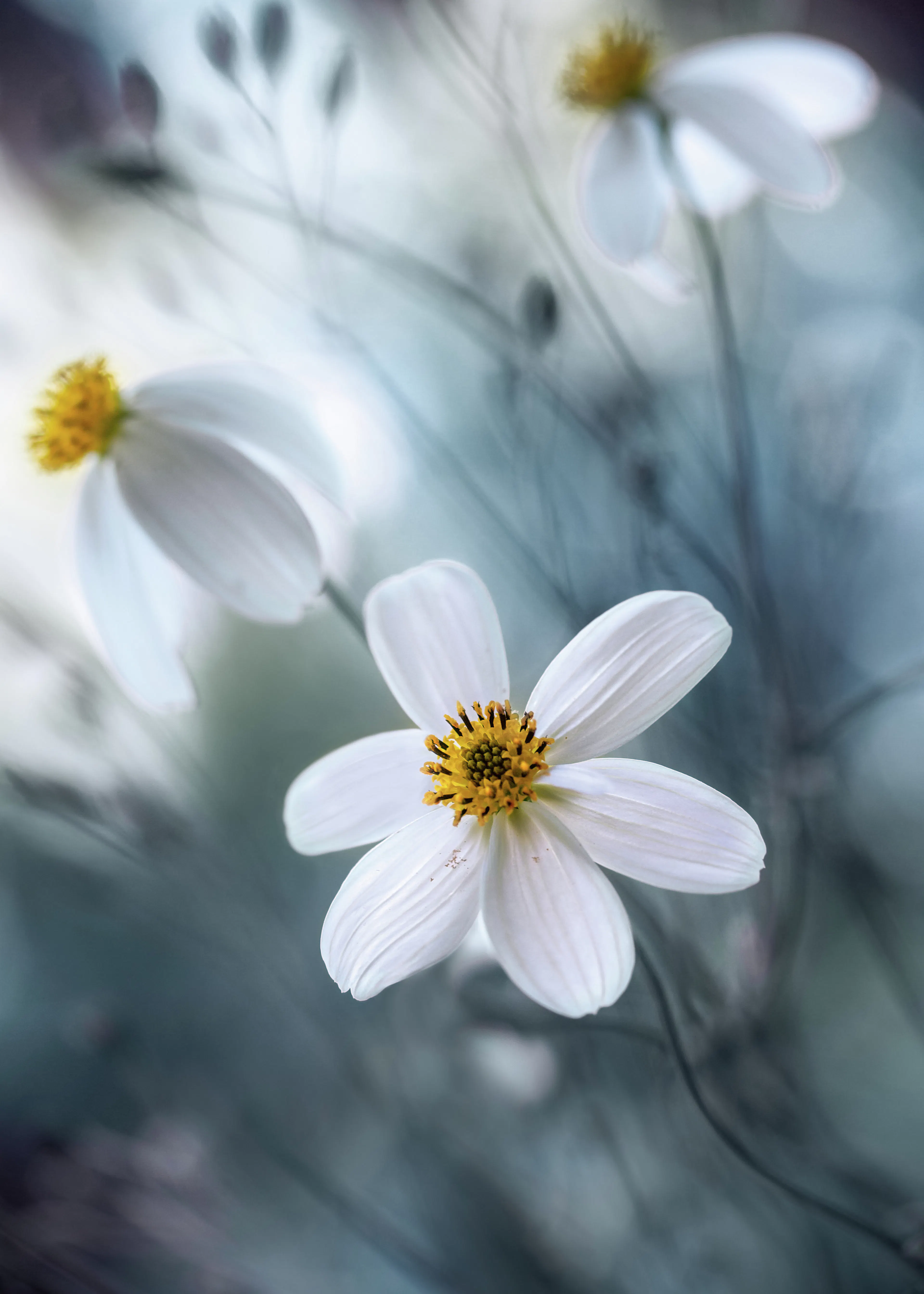 Mandy Disher - Kozmosz Poszter 0
