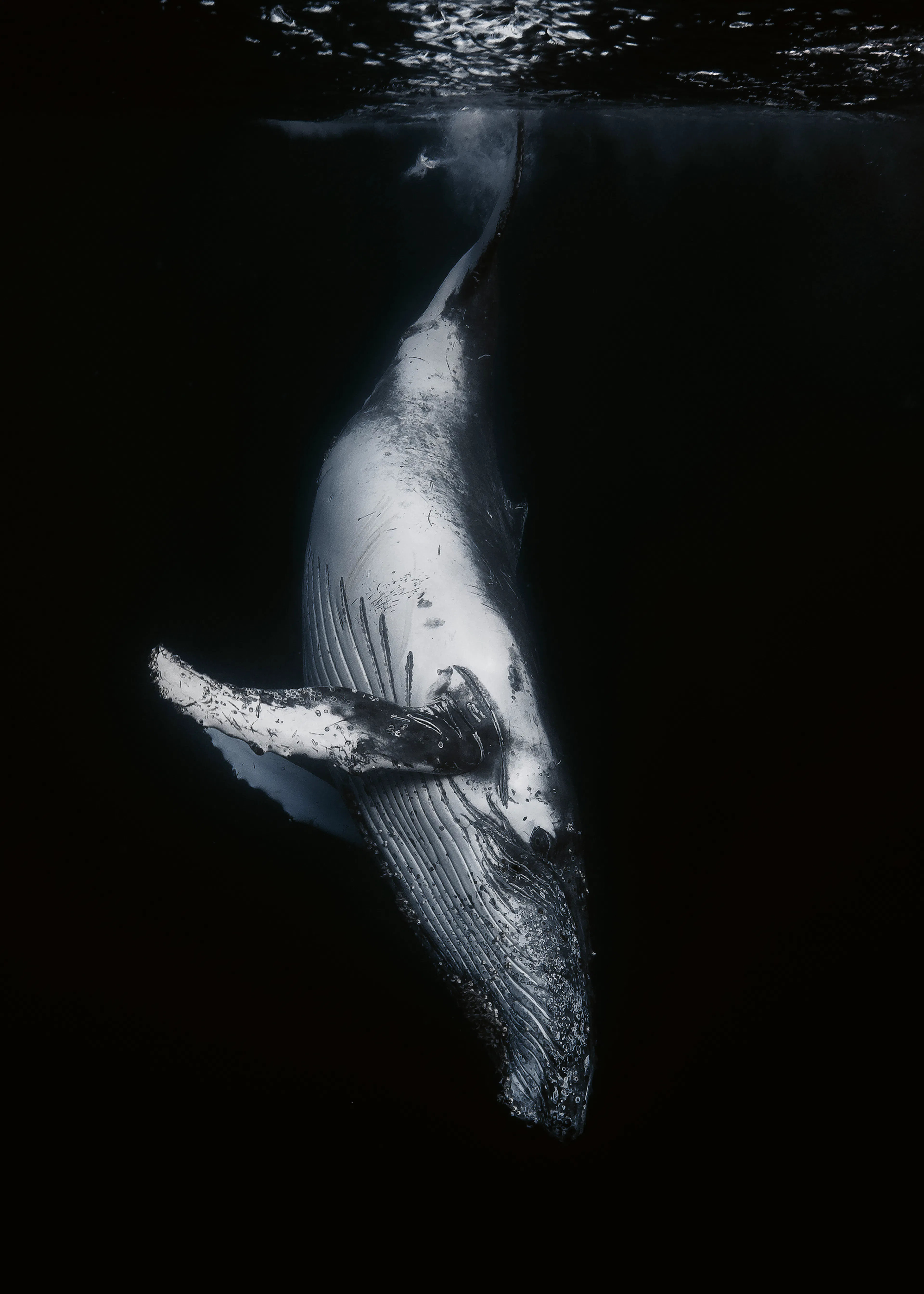 Barathieu Gabriel - Walvis in de Diepte Poster 0