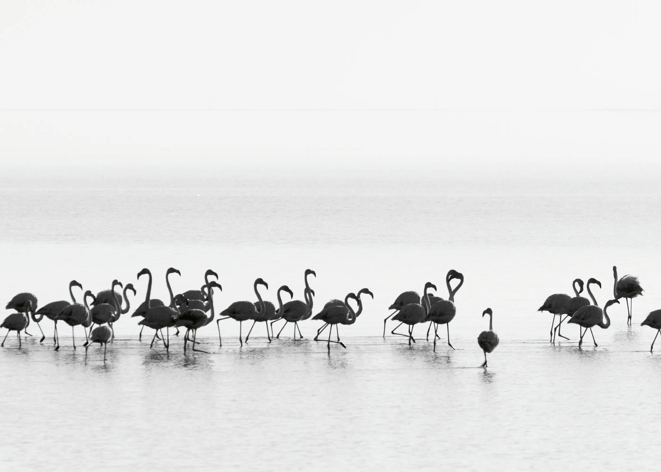 Joan Gil Raga - Flamencos Elegantes en el Agua Póster 0
