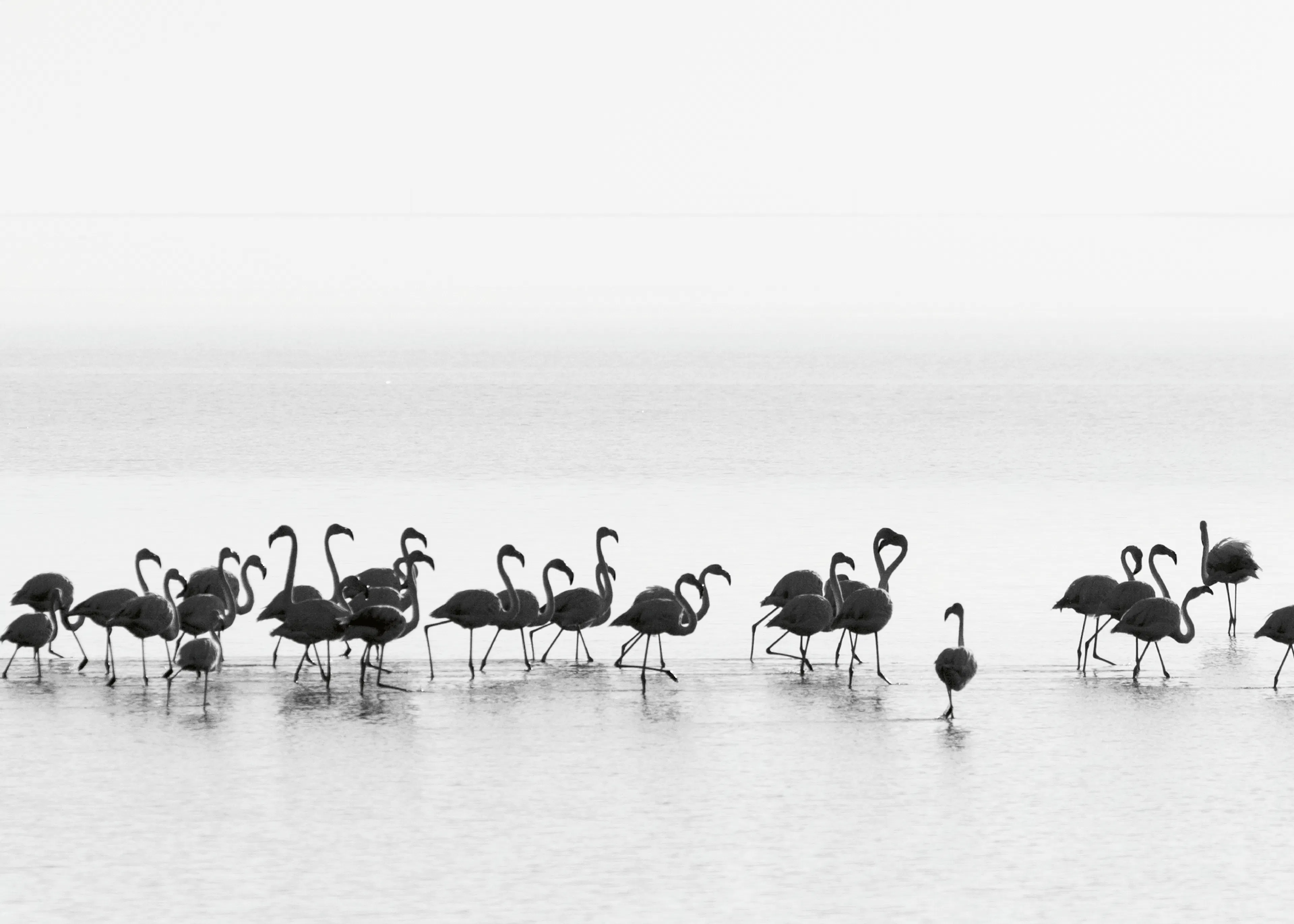 Joan Gil Raga - Flamencos Elegantes en el Agua Póster 0