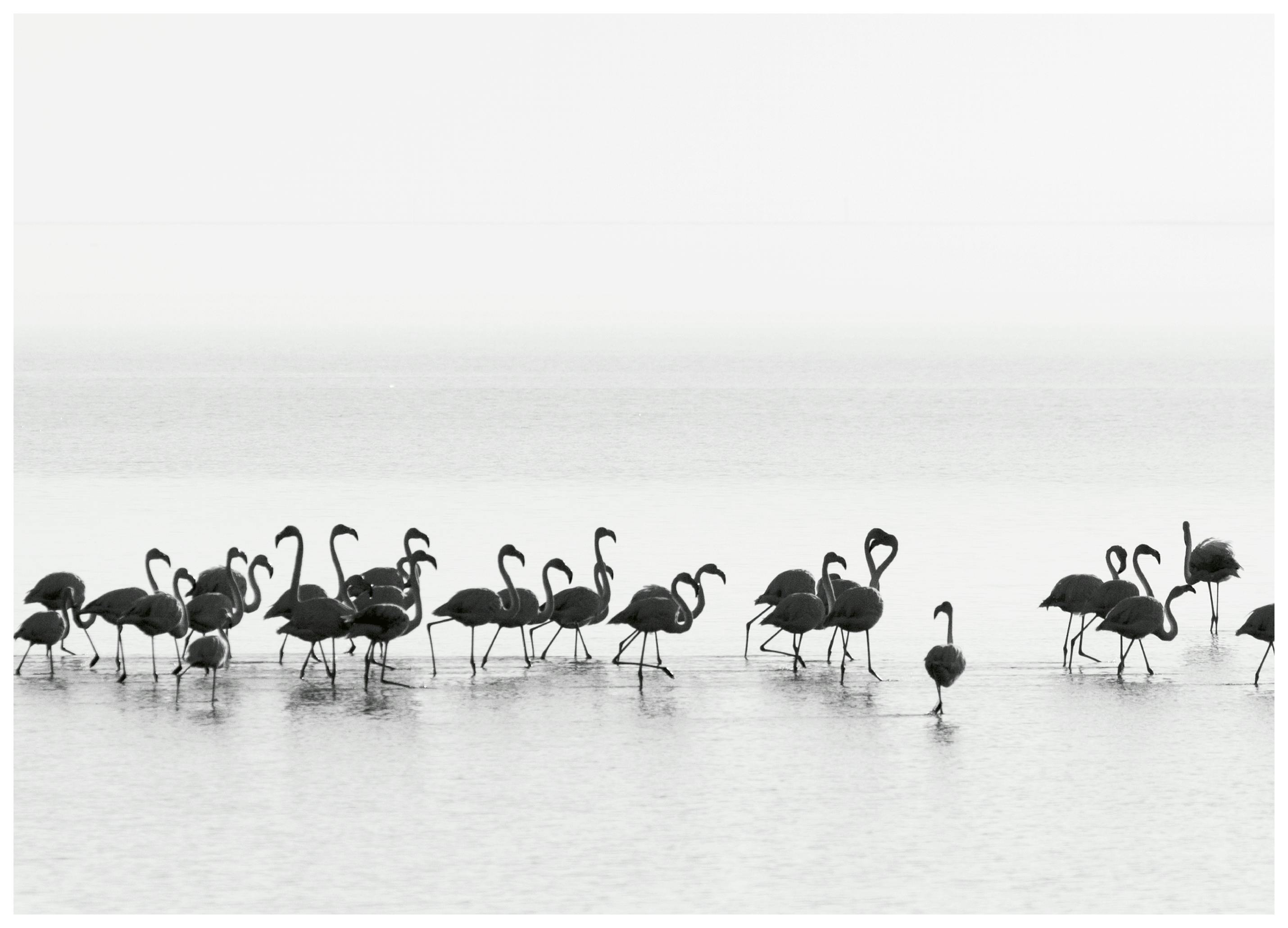 Joan Gil Raga - Sierlijke Wadende Flamingo's Poster (40x50 cm) - Poster Store