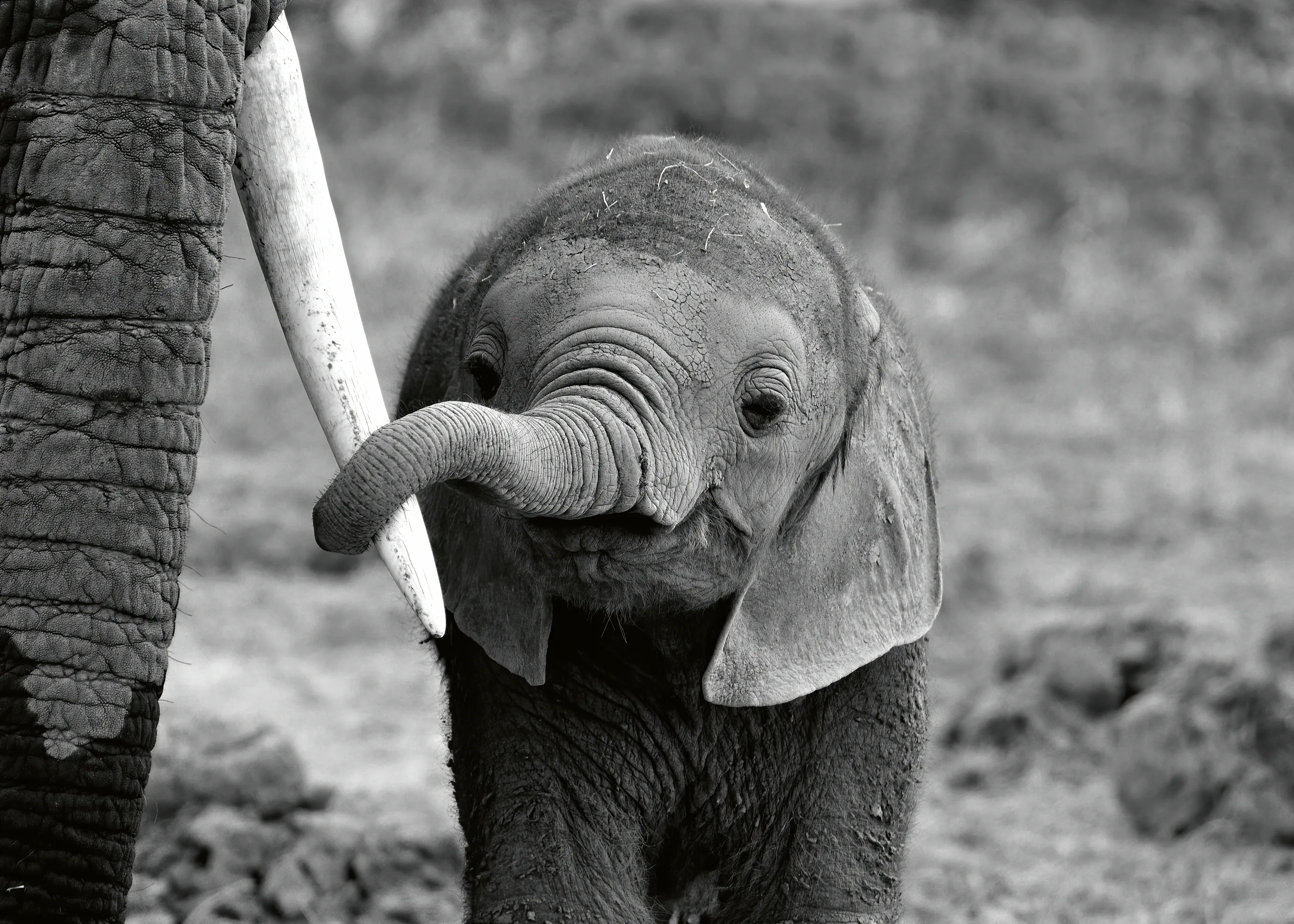 Bjoern Alicke - Cría Curiosa de Elefante Póster 0