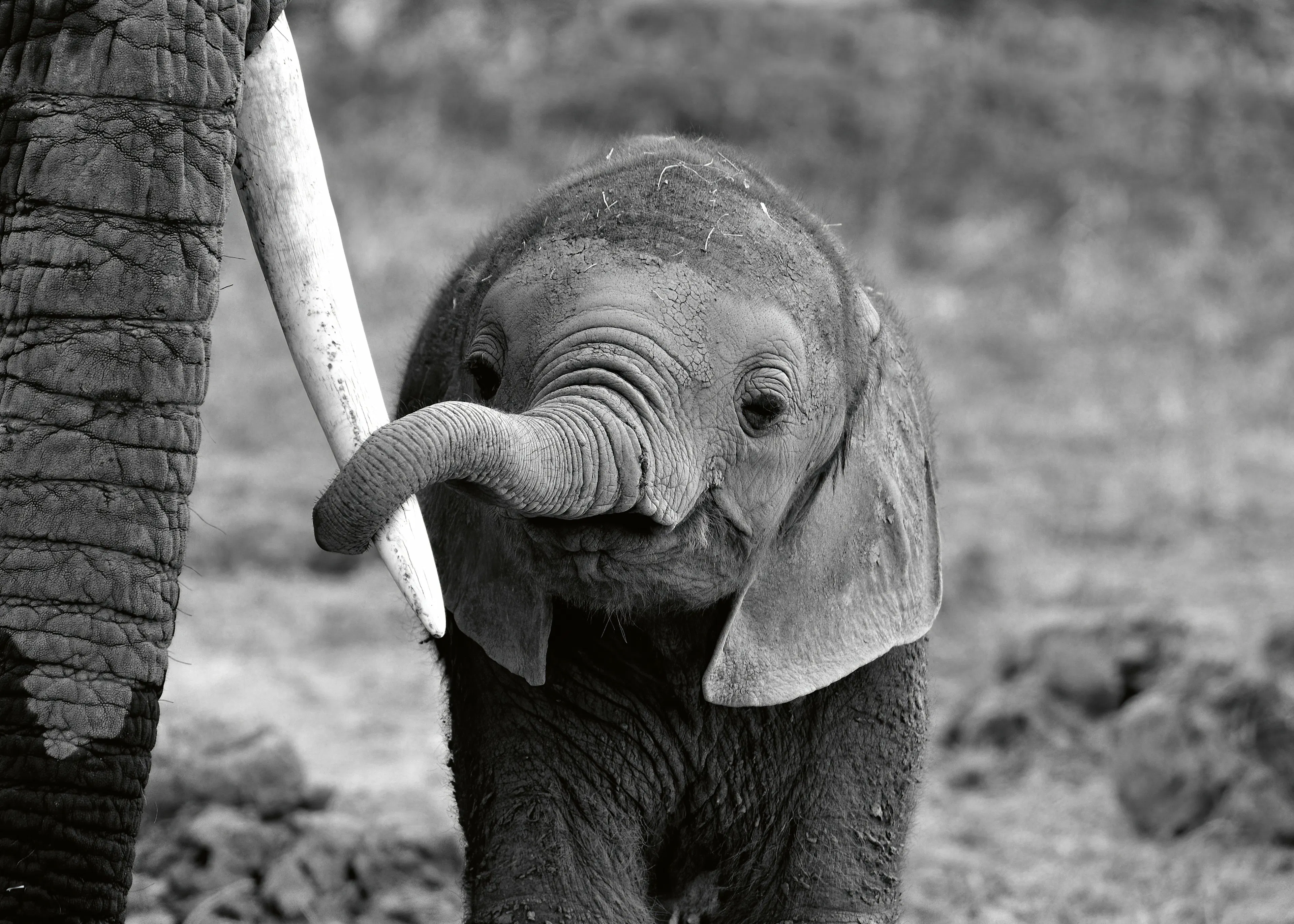 Bjoern Alicke - Cría Curiosa de Elefante Póster 0