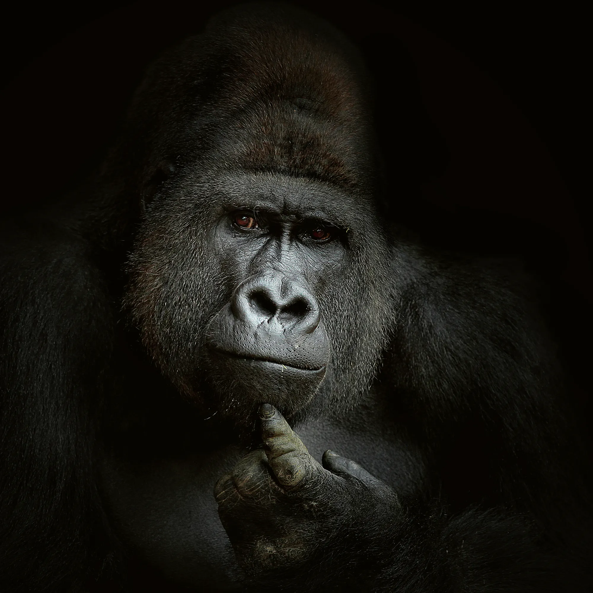 Antje Wenner-Braun - Peinzende Gorilla Portret Poster 0
