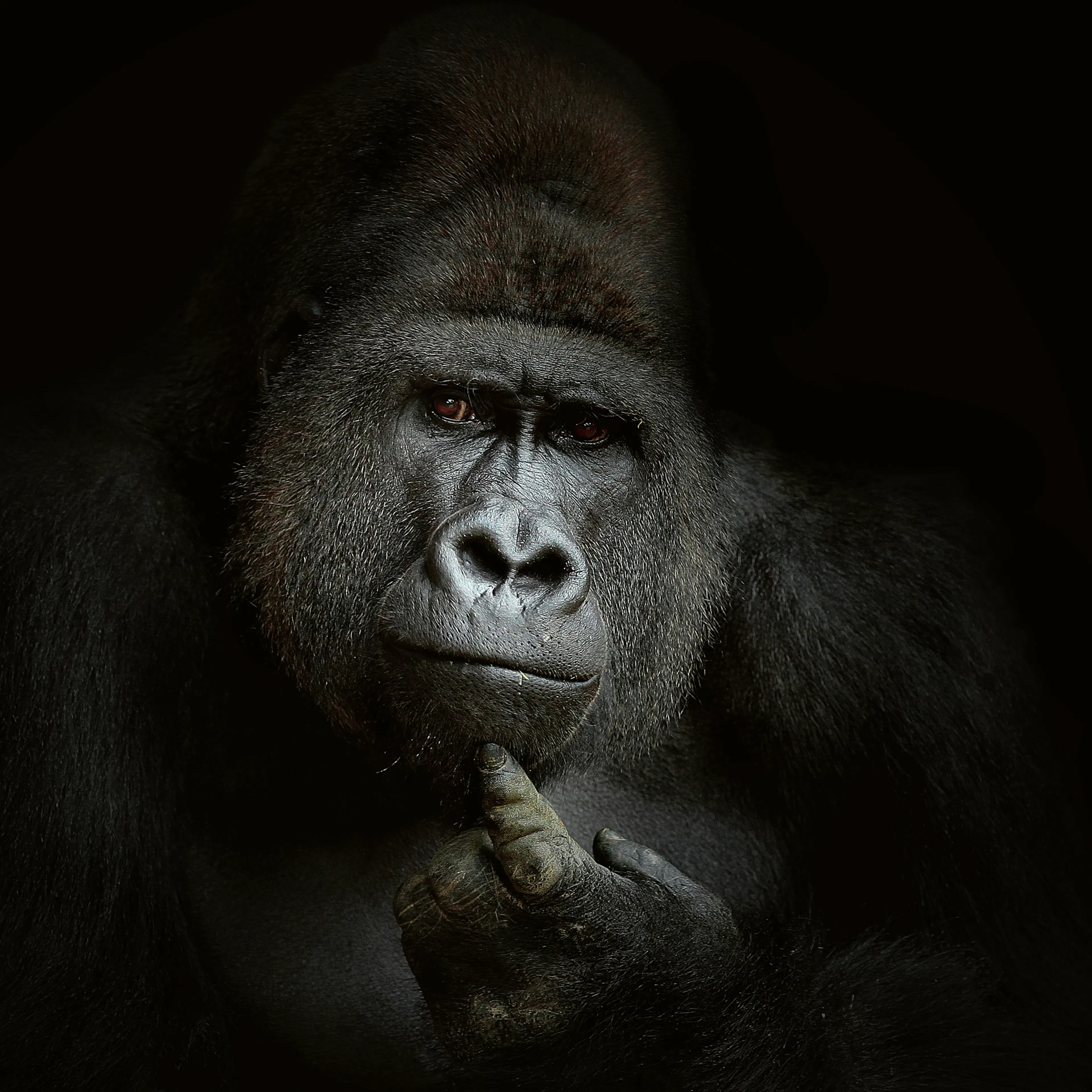 Antje Wenner-Braun - Peinzende Gorilla Portret Poster 0