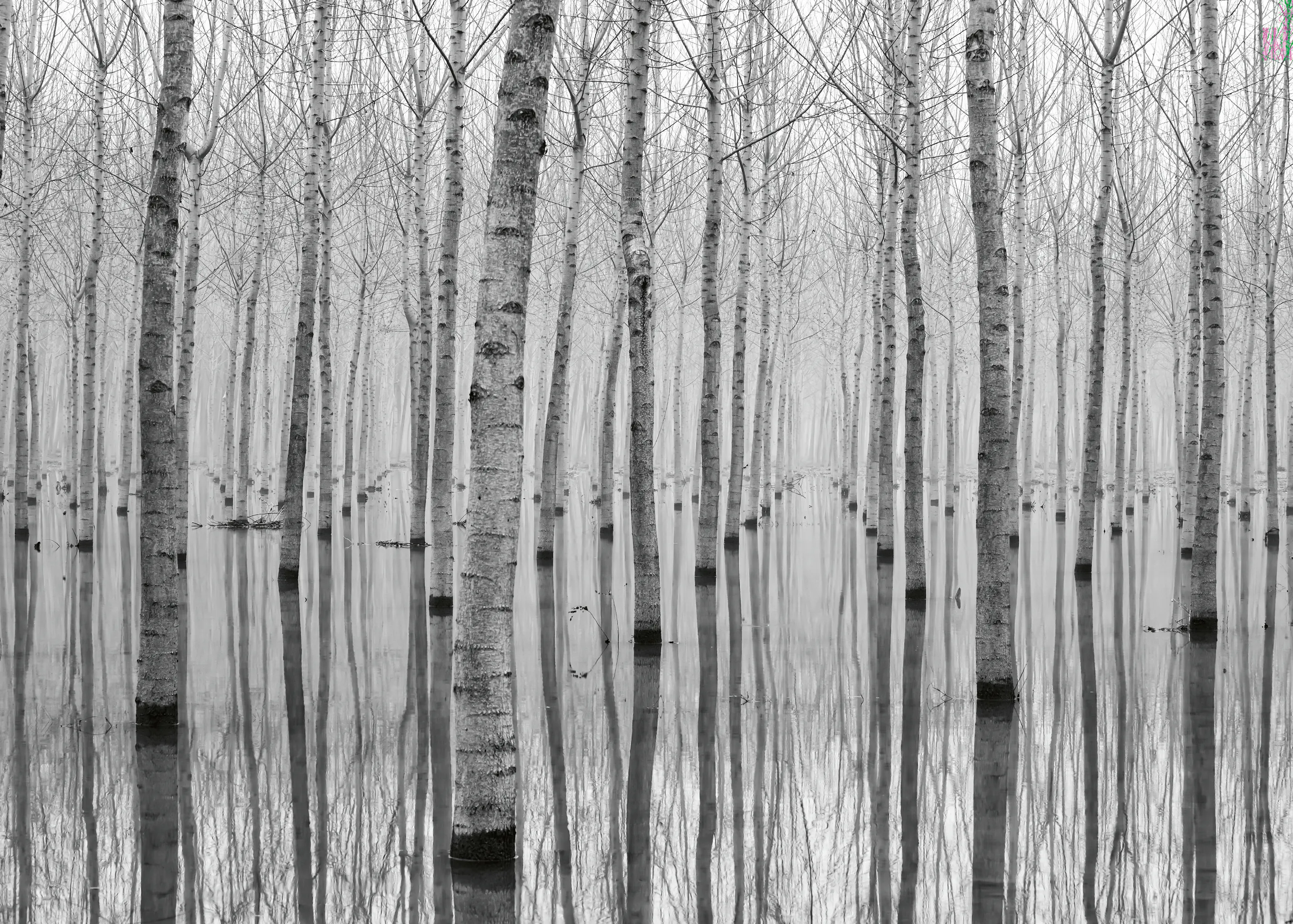 Aglioni Simone - Misty Forest Reflections Poster 0