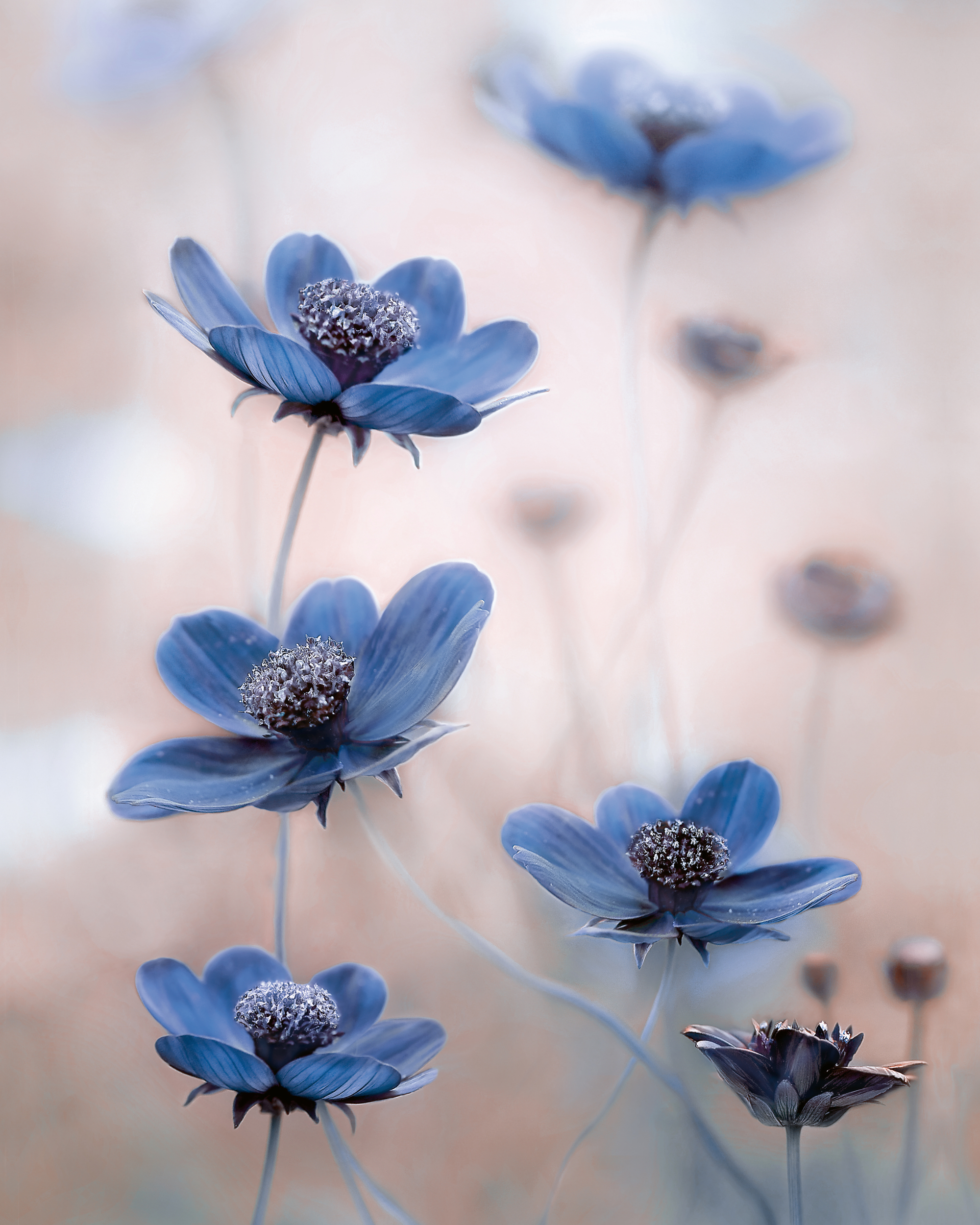 Mandy Disher - Cosmos blue Poster