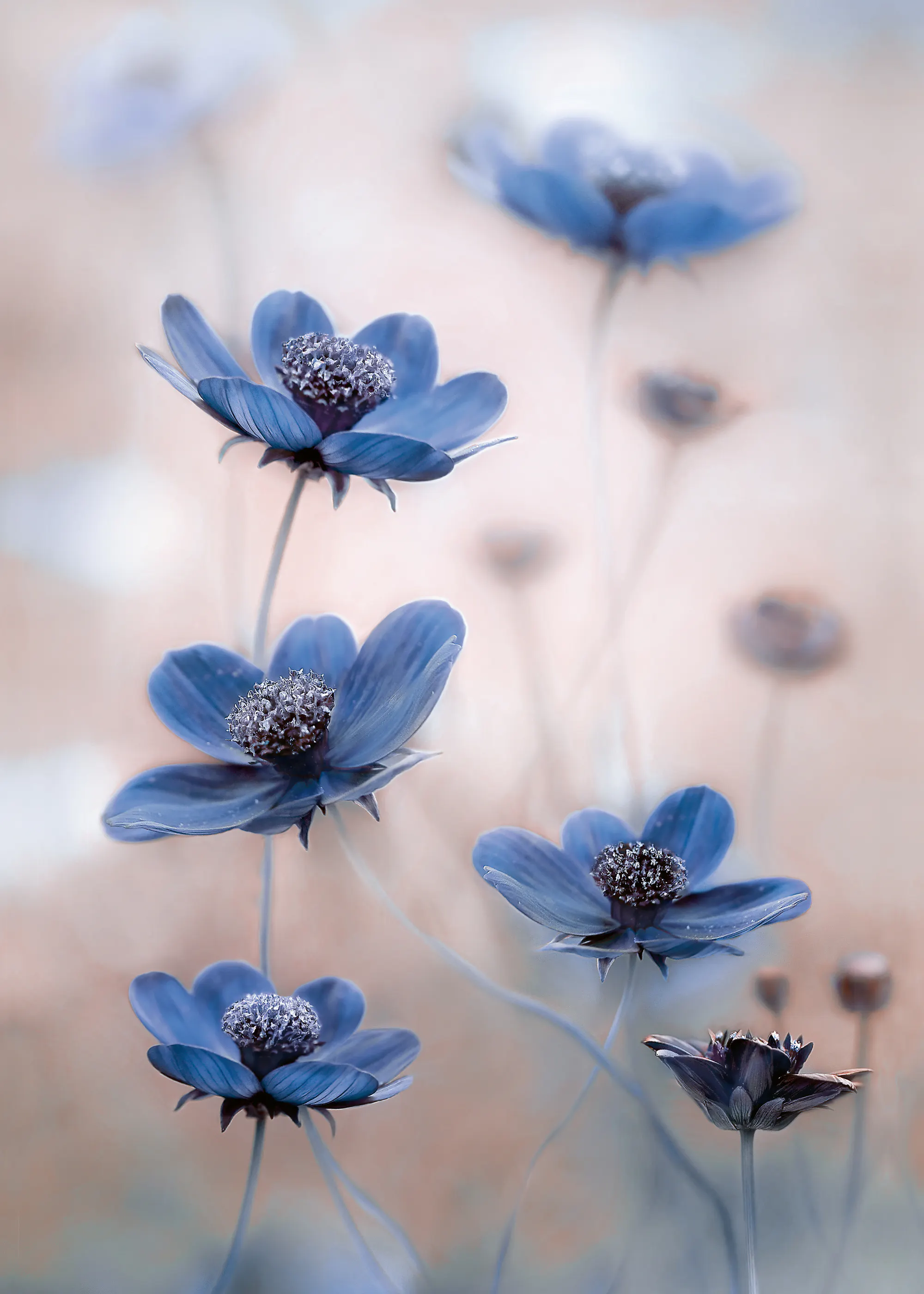 Mandy Disher - Cosmos azul Póster 0