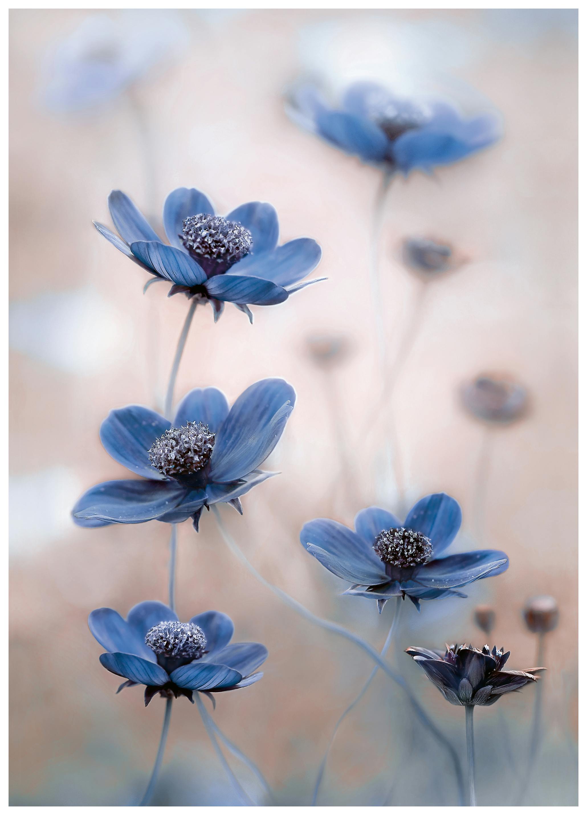Mandy Disher - Kosmos blau Poster (50x70 cm) - Poster Store