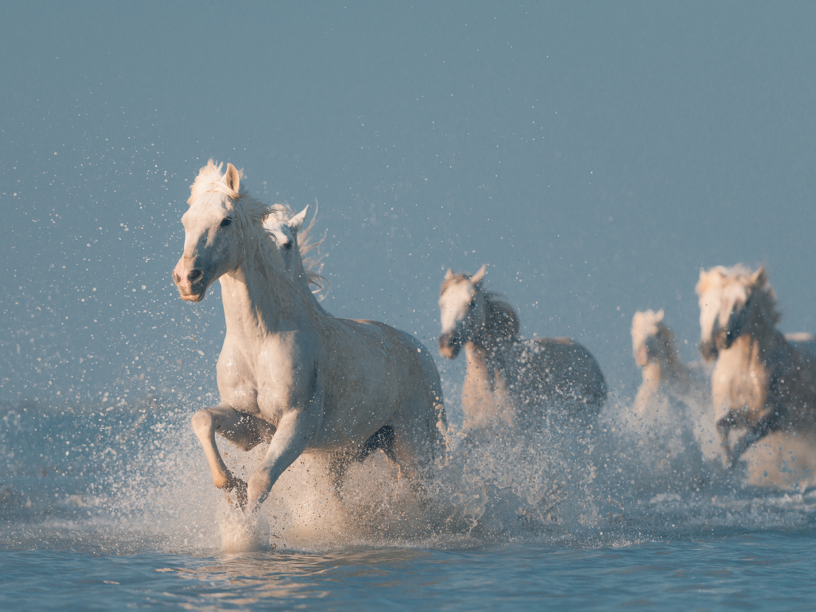 Rostovskiy Anton - White Horses Running Wild Poster