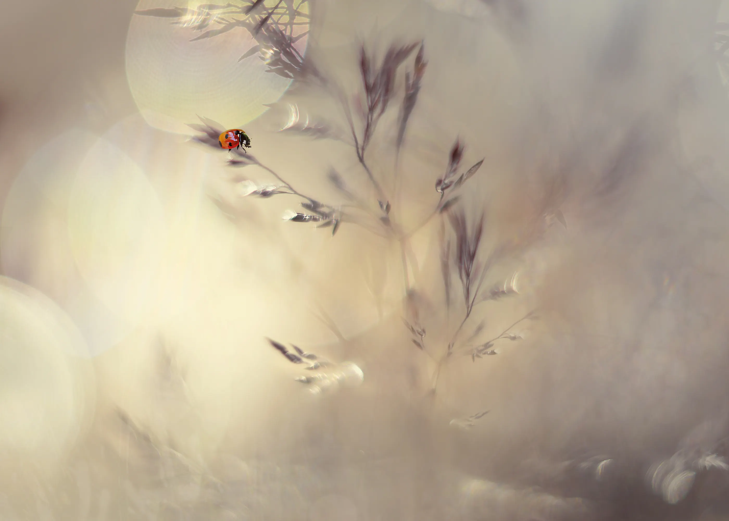 Heidi Westum - Coccinelle Onirique Bokeh Affiche 0