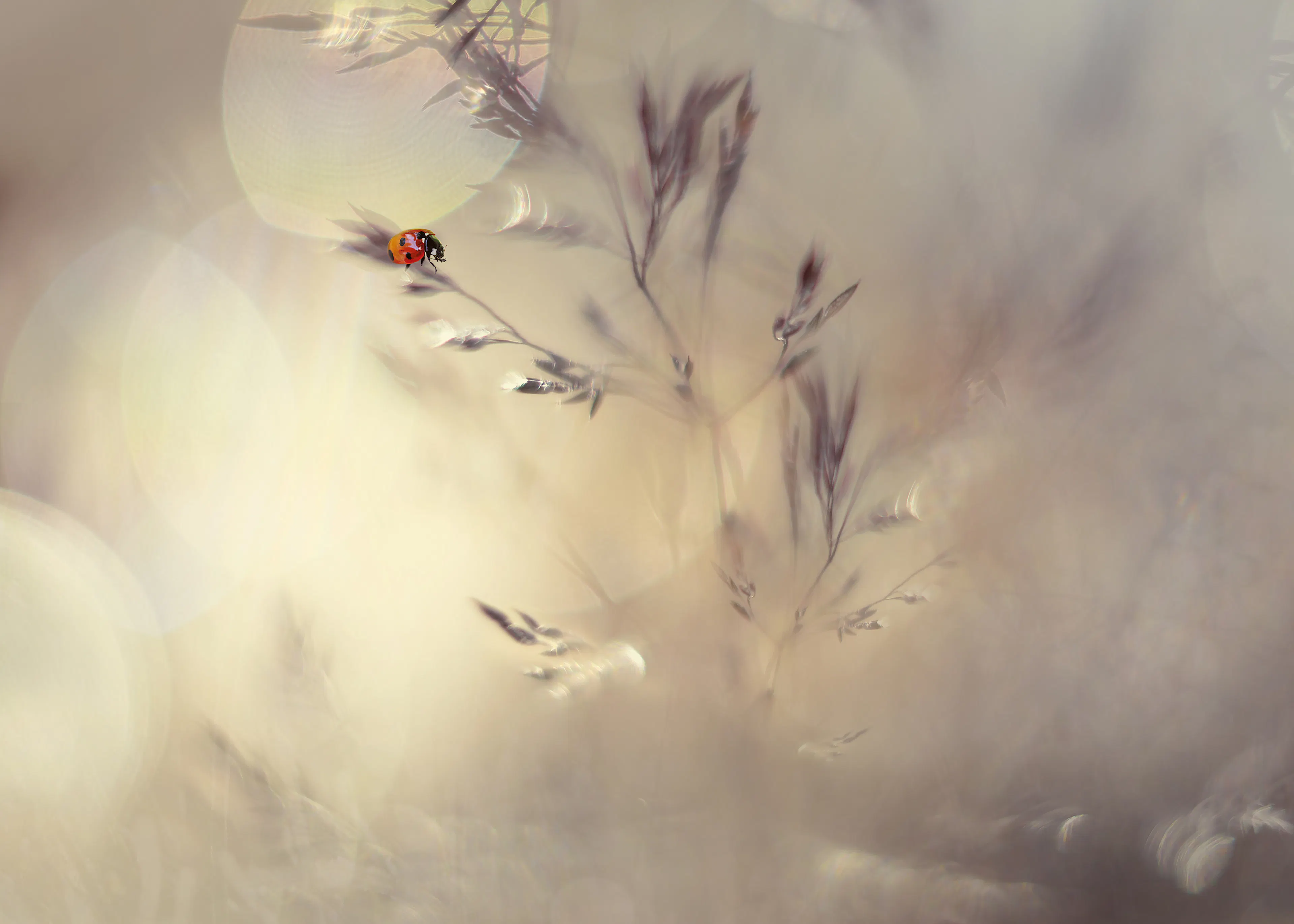 Heidi Westum - Coccinelle Onirique Bokeh Affiche 0