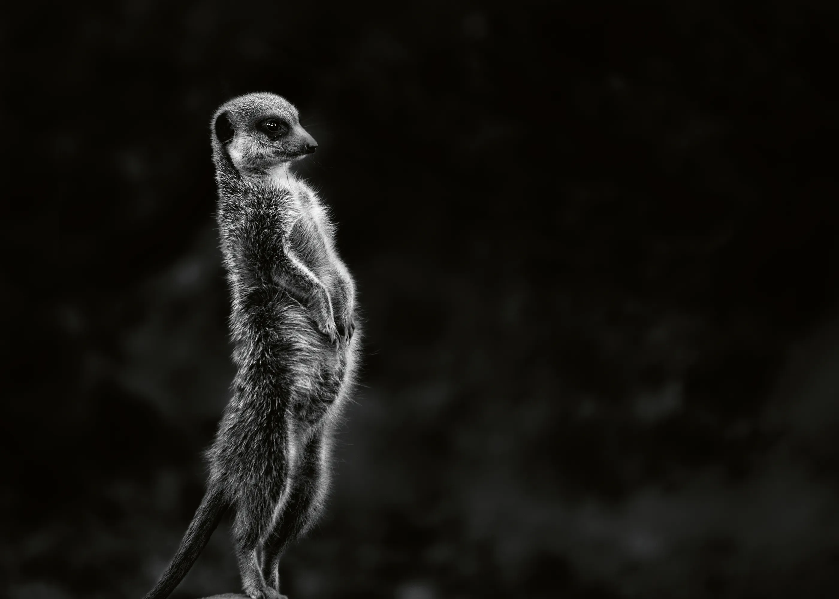 Greetje van Son - Suricata Vigilante de Pie Póster 0