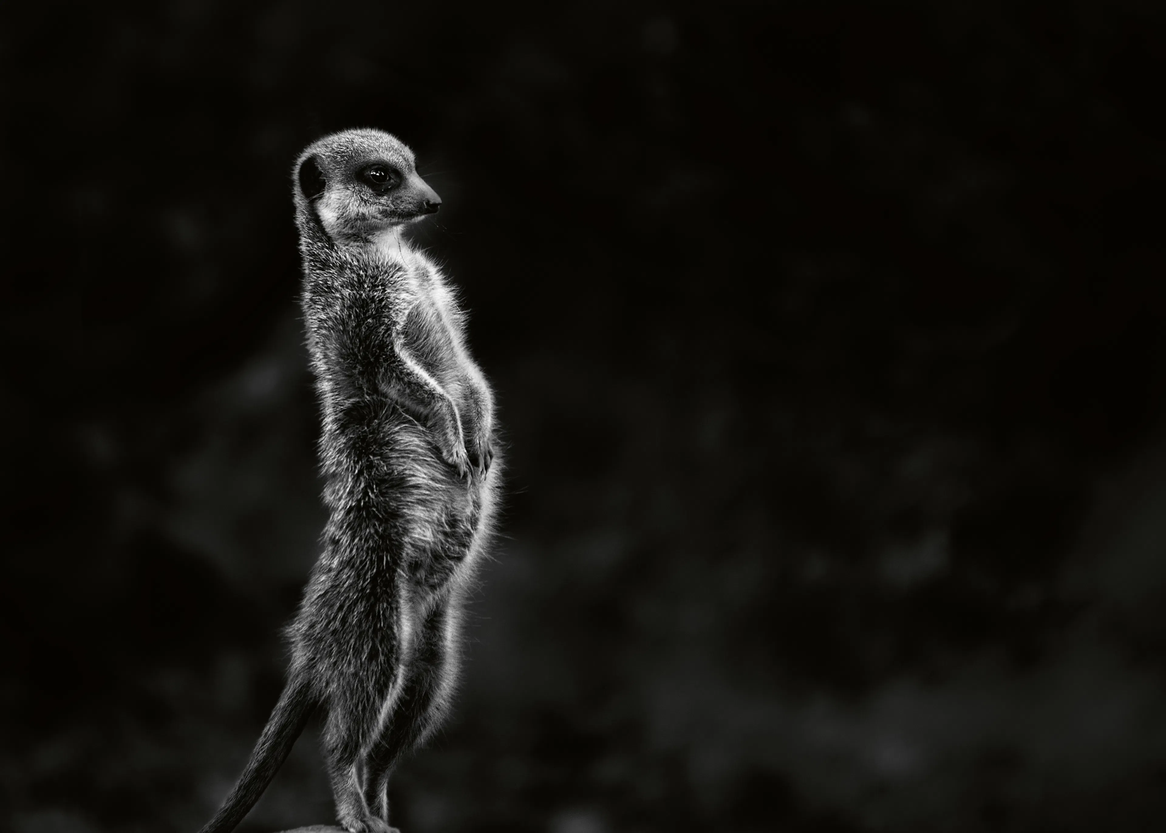 Greetje van Son - Suricata Vigilante de Pie Póster 0