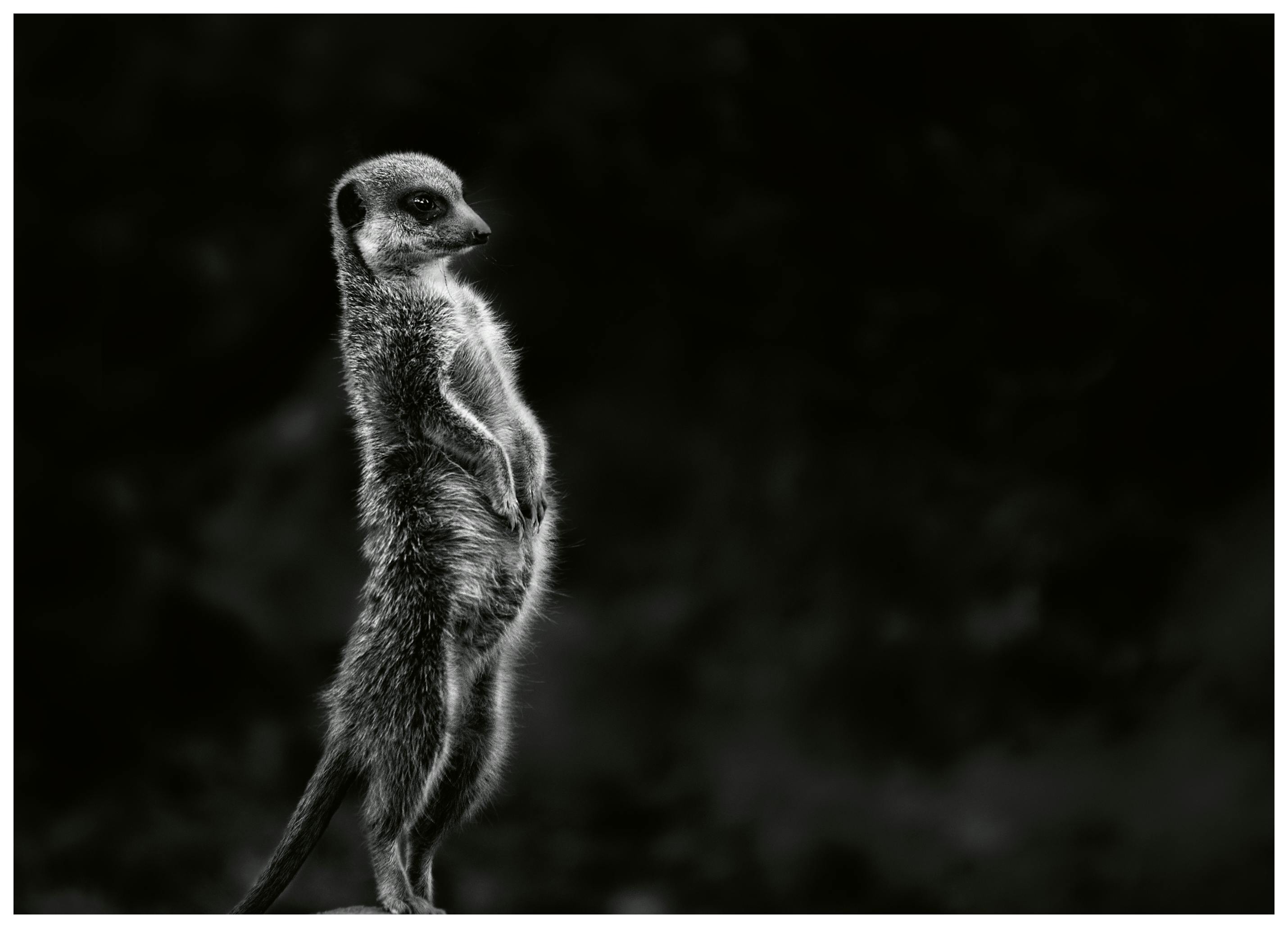 Greetje van Son - Suricato Vigile Poster (13x18 cm) - Poster Store