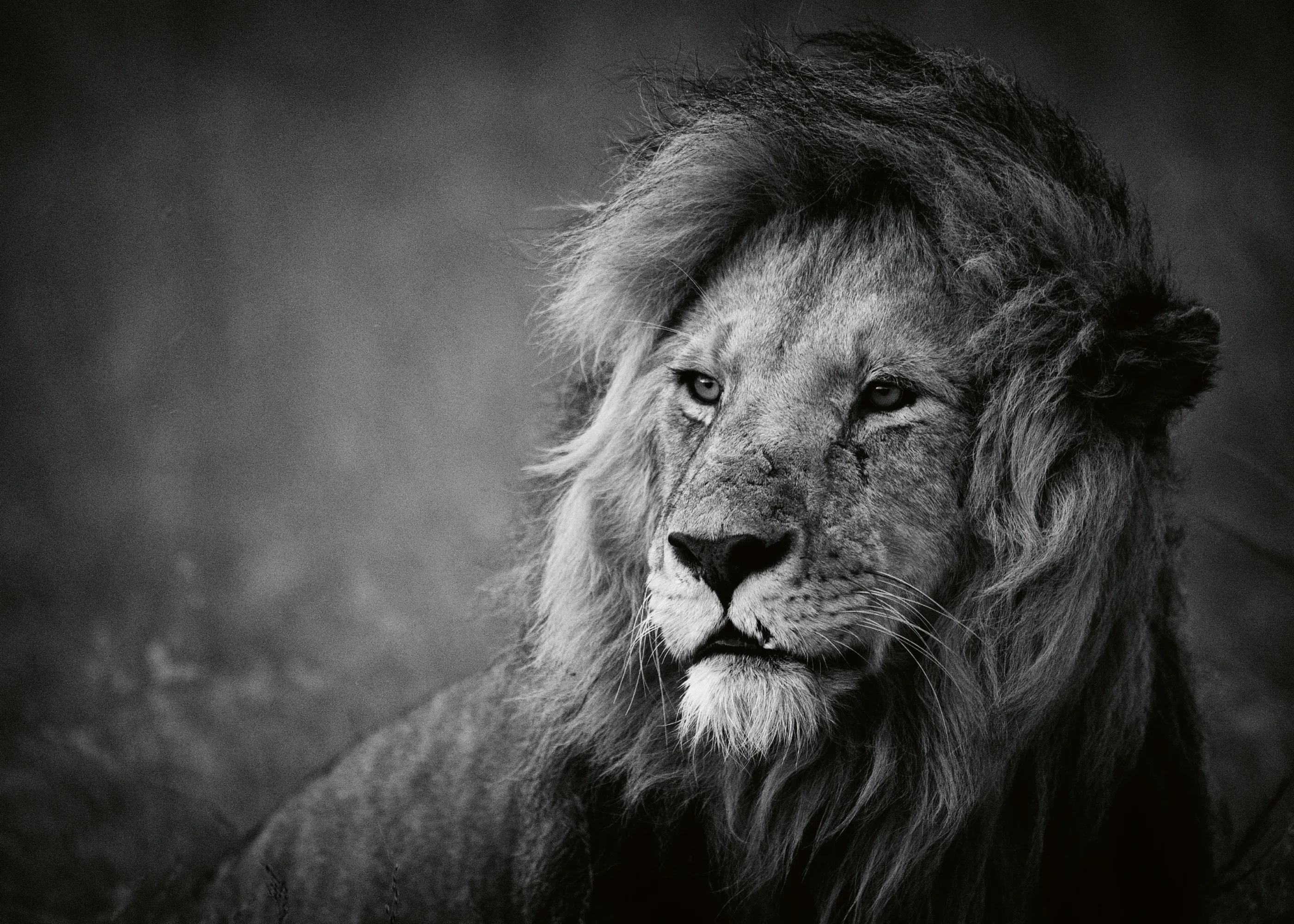 Mohammed Alnaser - Majestic Lion Portrait Póster 0