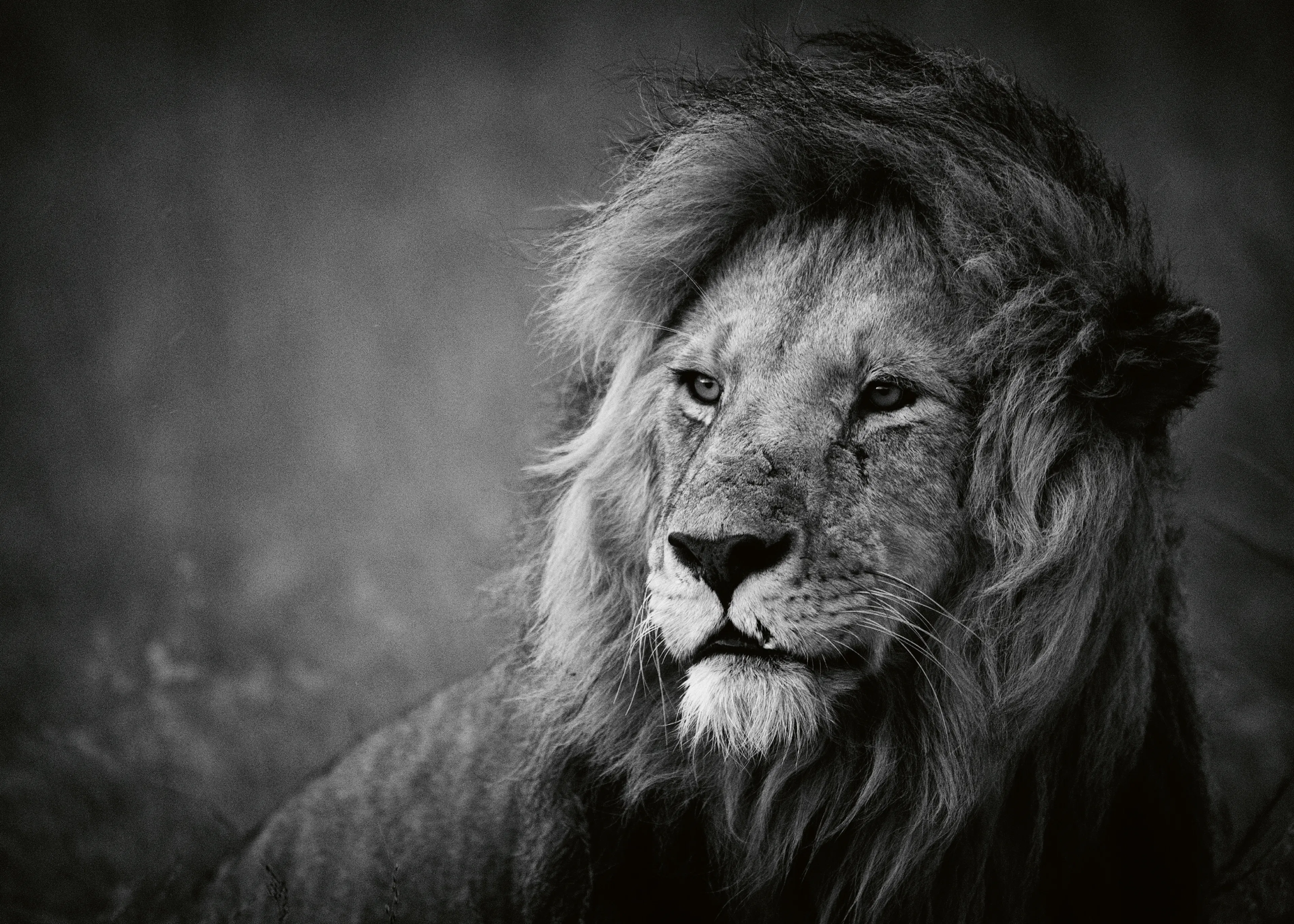 Mohammed Alnaser - Majestic Lion Portrait Póster 0