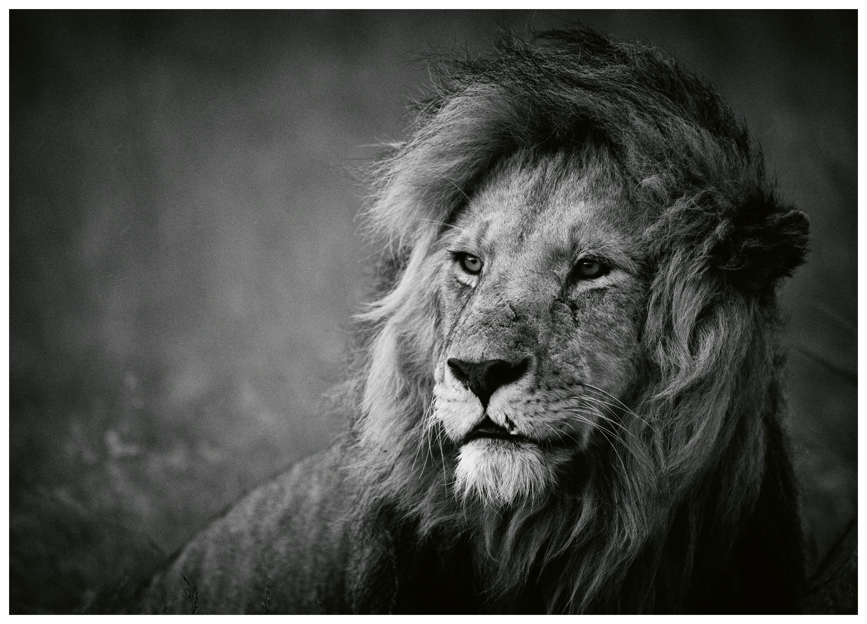 Mohammed Alnaser - Majestueus Leeuwenportret Poster (50x70 cm) - Poster Store