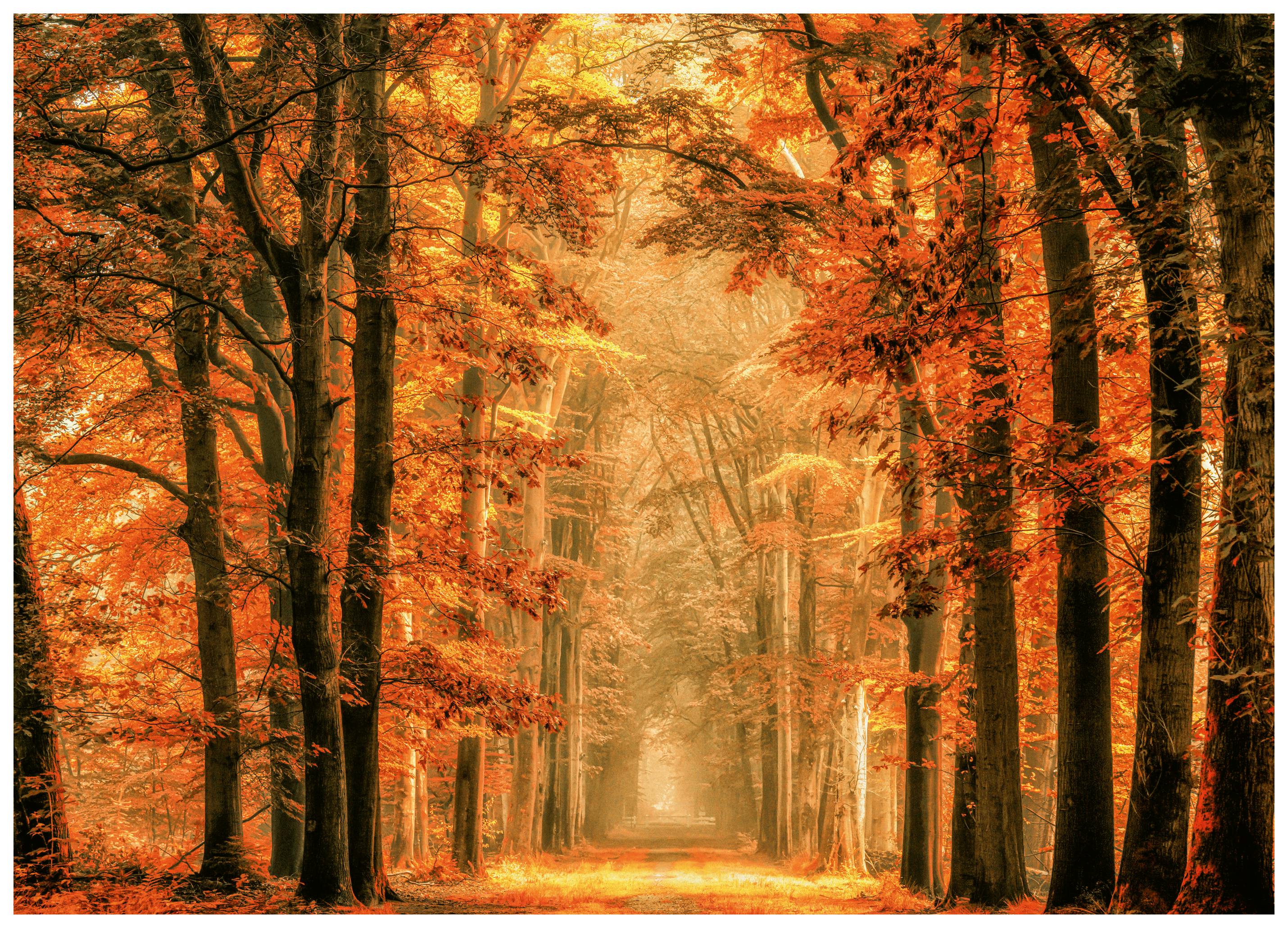 Lars van de Goor † - Golden Autumn Forest Path Poster (50x50 cm) - Poster Store
