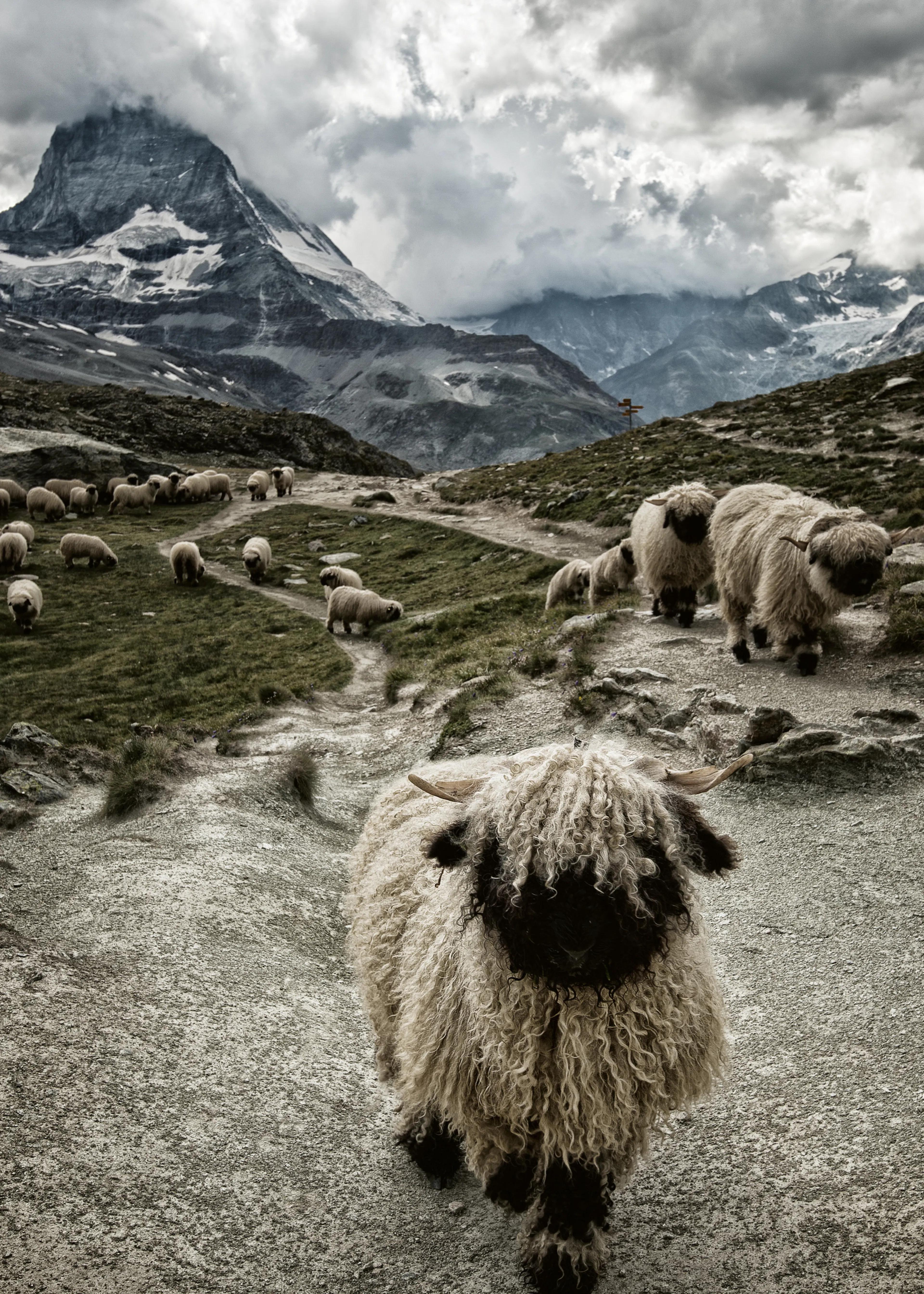 Susanne Landolt - Valais Blacknose Monte Cervino Póster 0