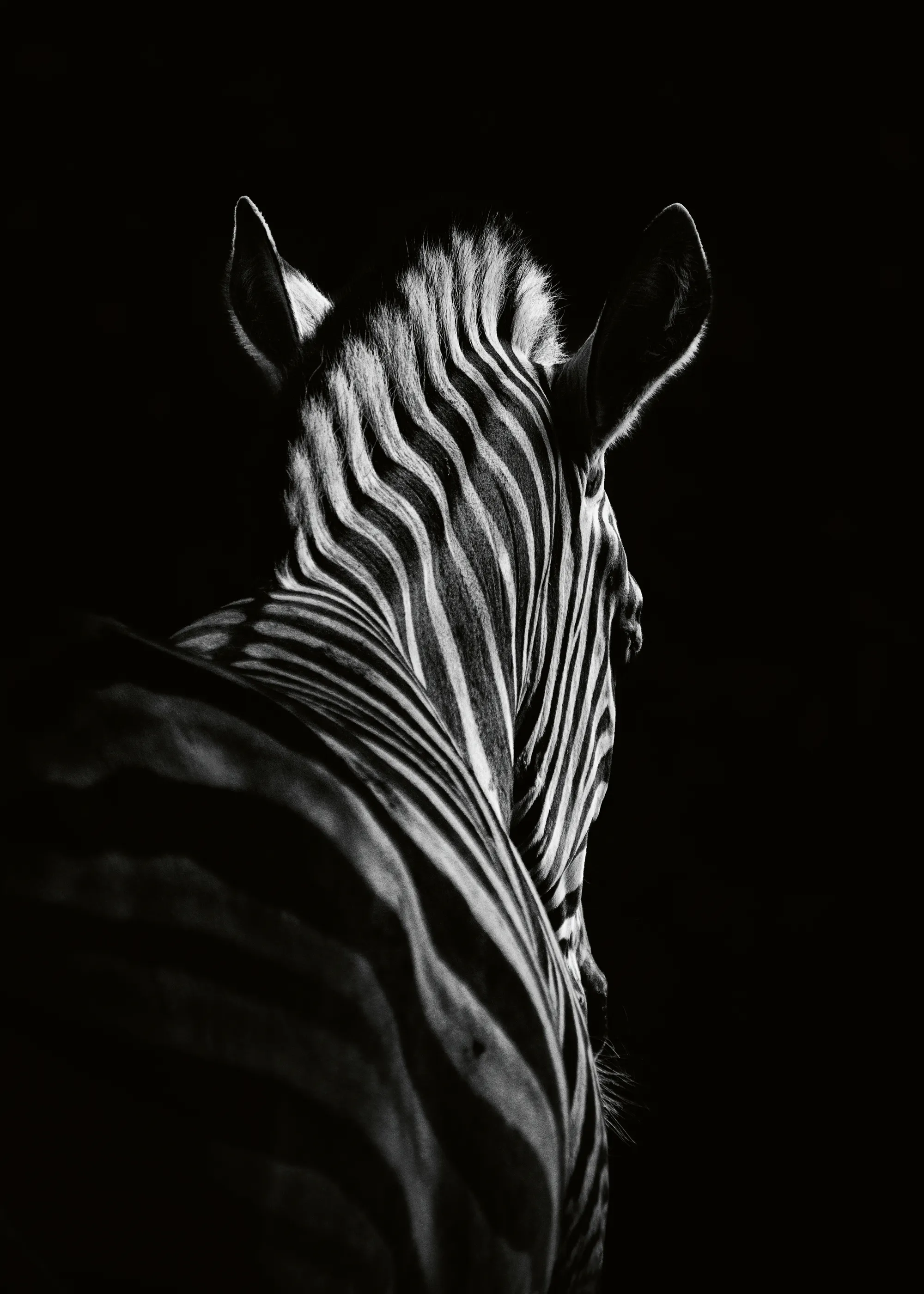 Christian Meermann - Rayas de Cebra Elegantes Póster 0