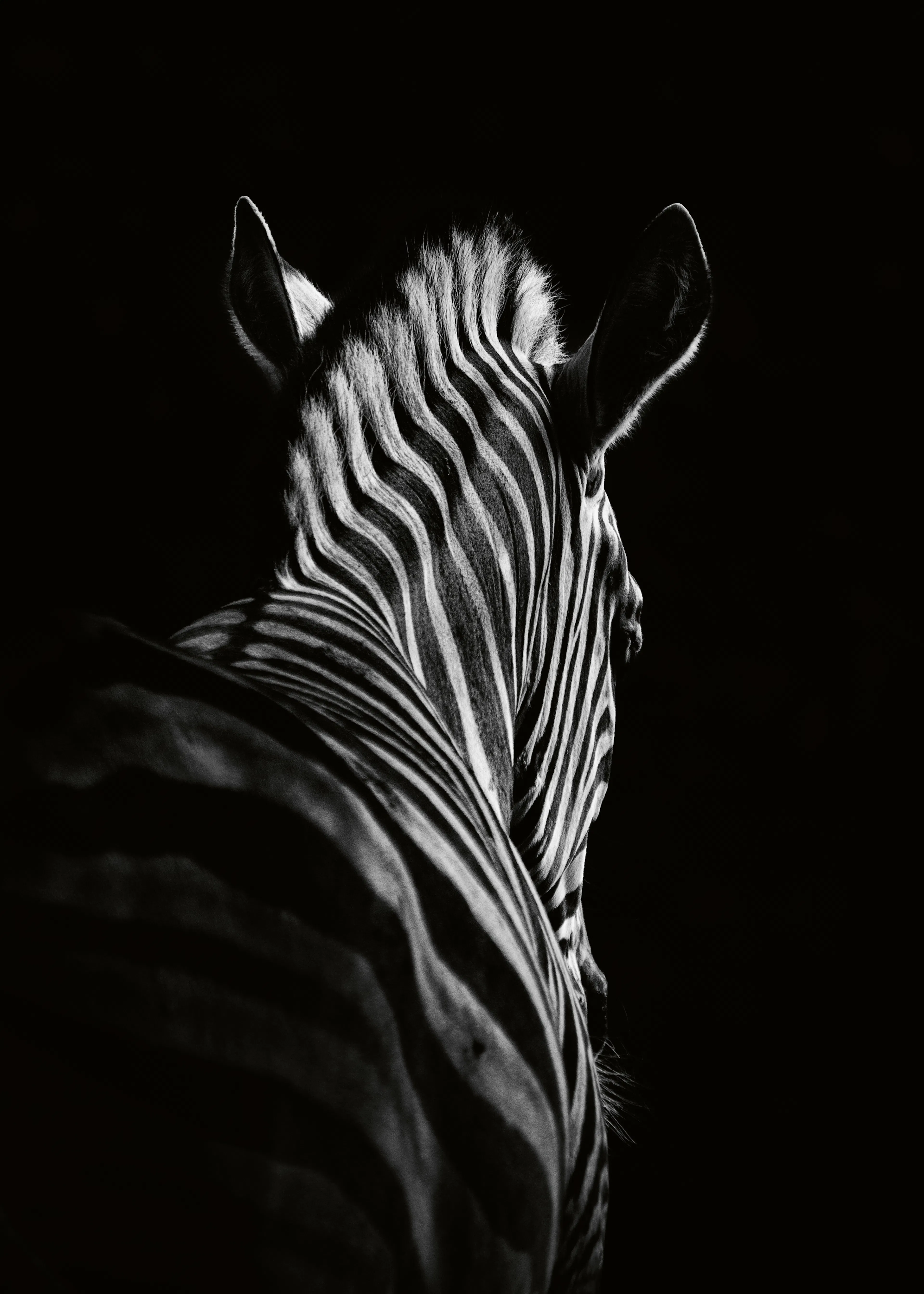 Christian Meermann - Rayas de Cebra Elegantes Póster 0