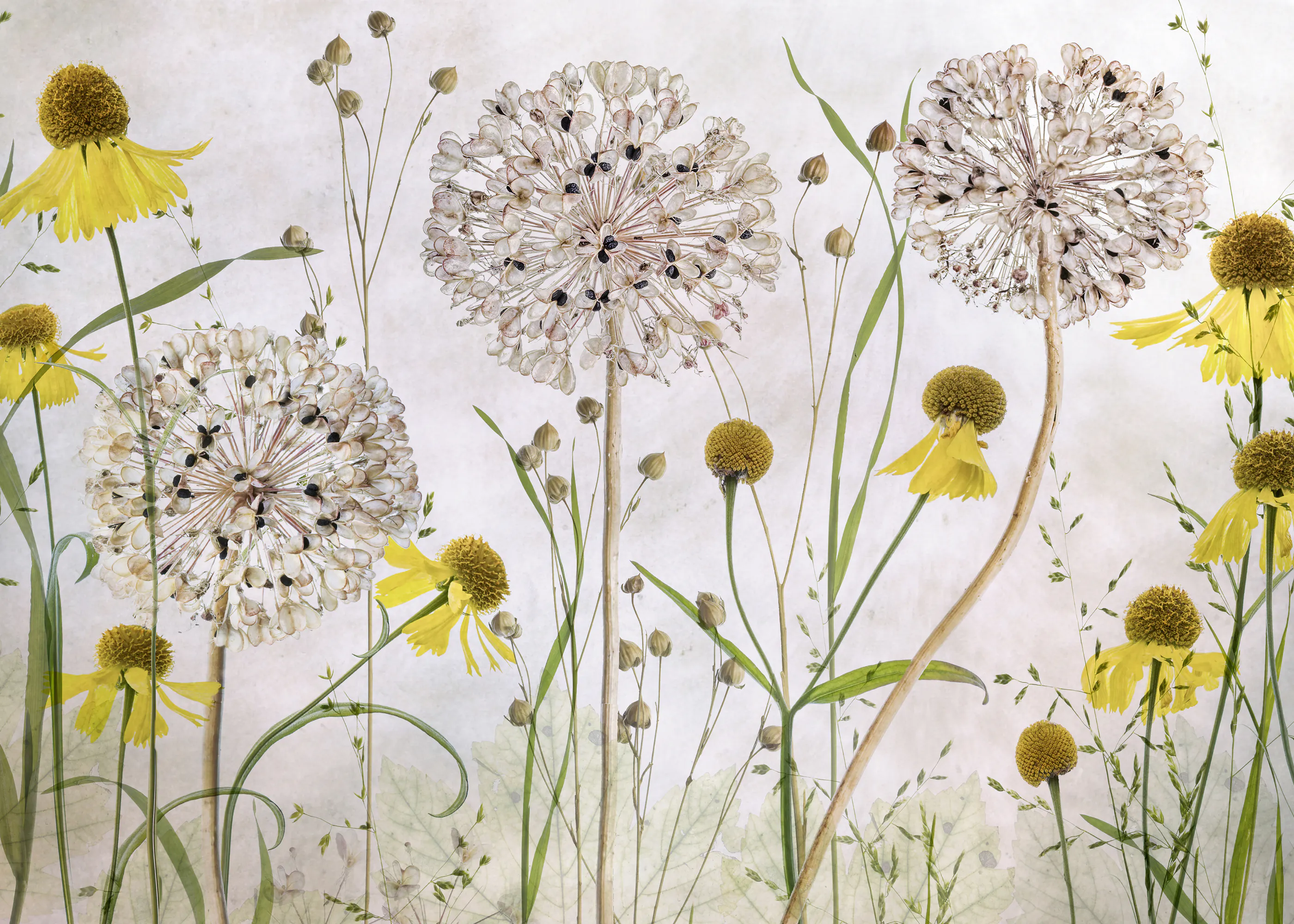 Mandy Disher - アリウムとヘレニウム ポスター 0