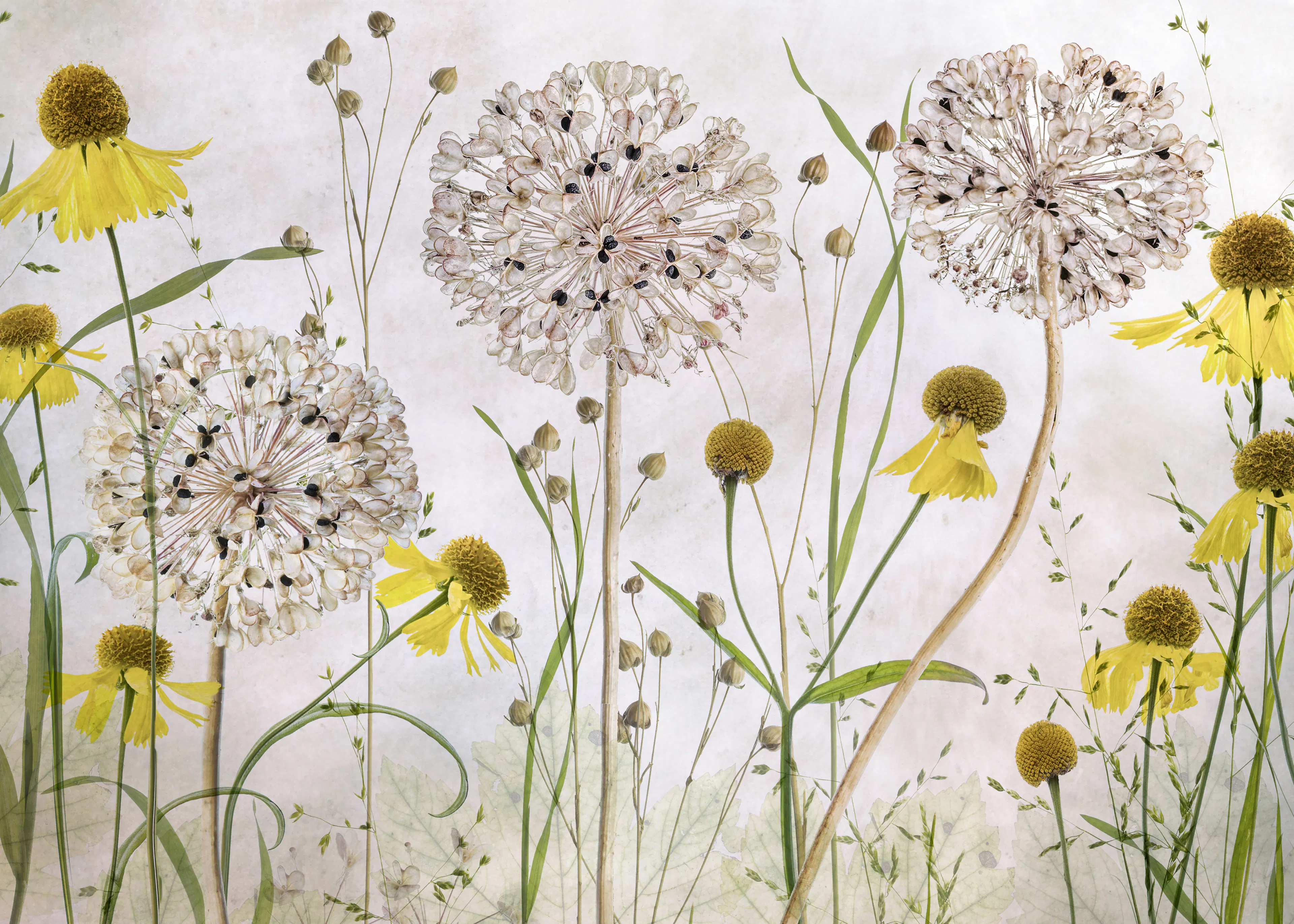 Mandy Disher - Alliums y heleniums Póster 0
