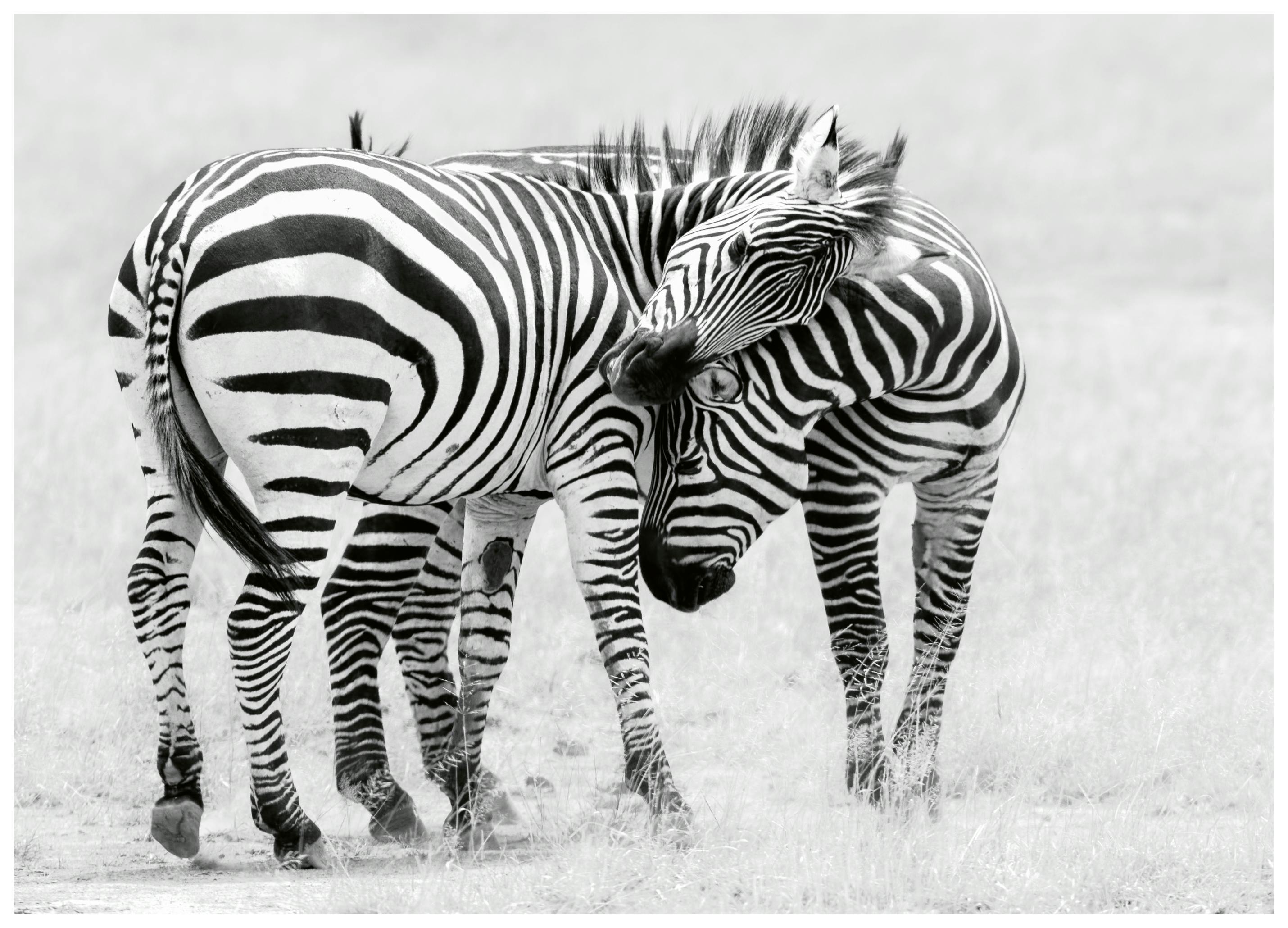 John Fan - Verbonden Wilde Zebra's Poster (70x100 cm) - Poster Store