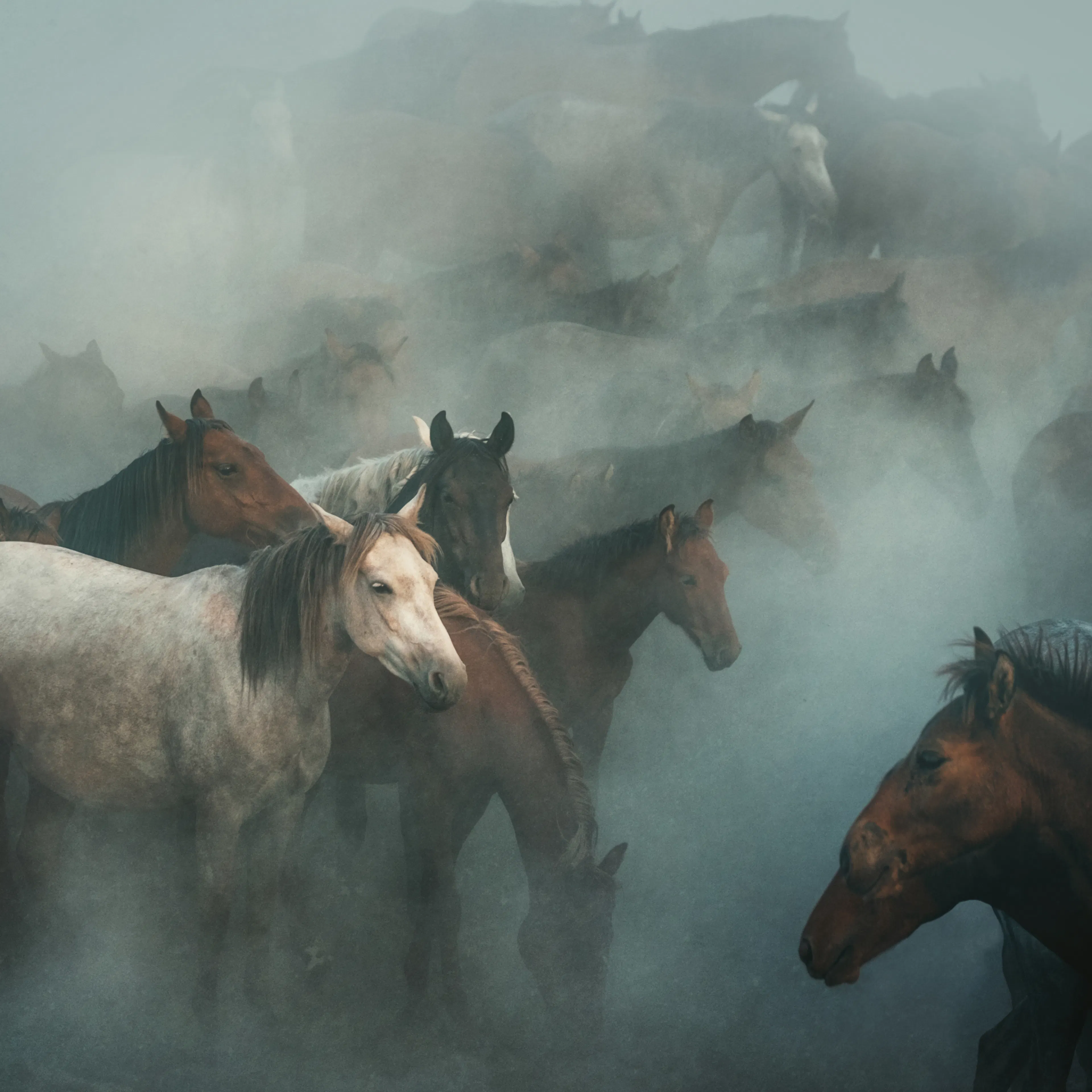 Hüseyin Taşkın - Wilde Paarden in Stof Poster 0