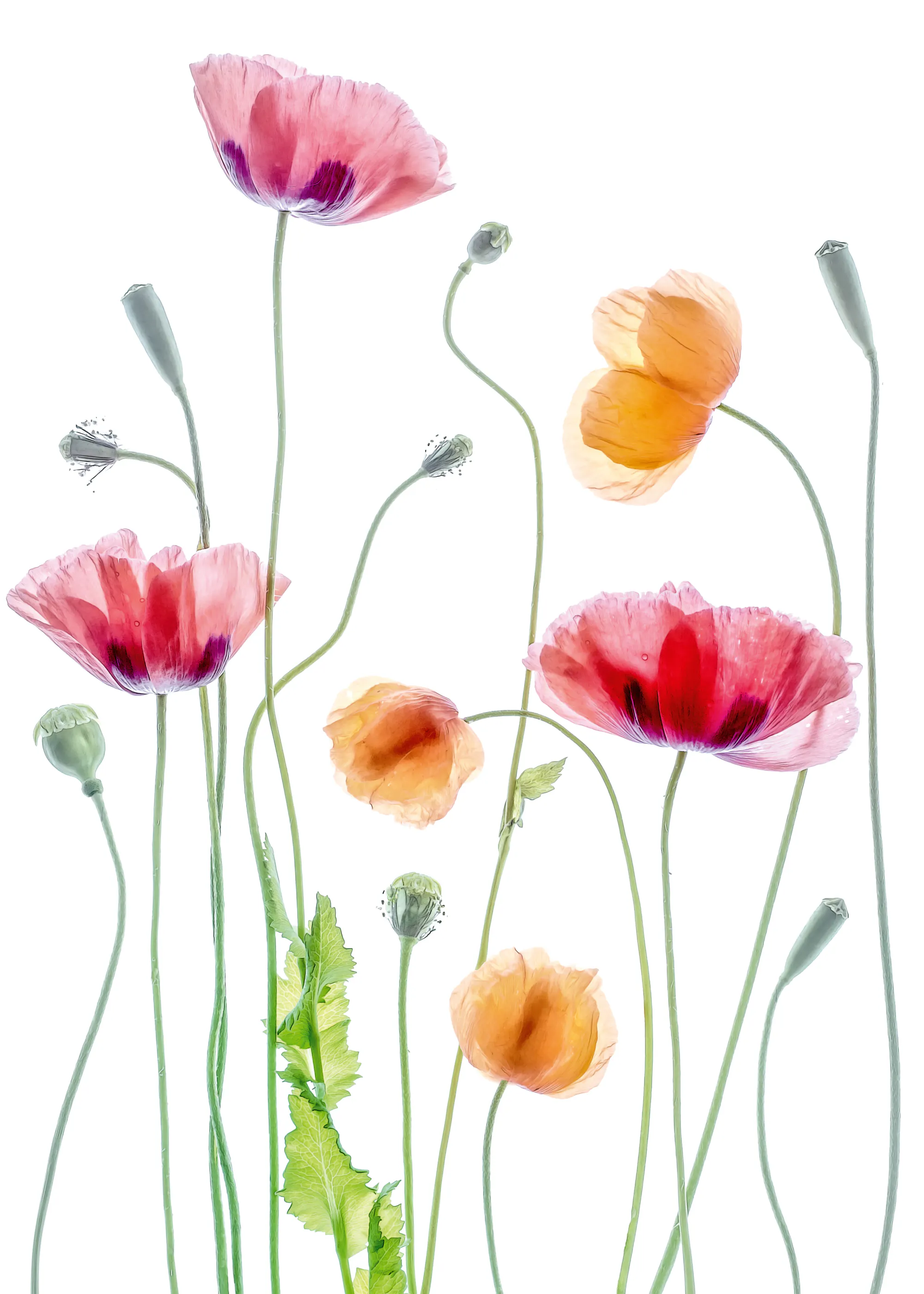 Mandy Disher - Coquelicots Affiche 0