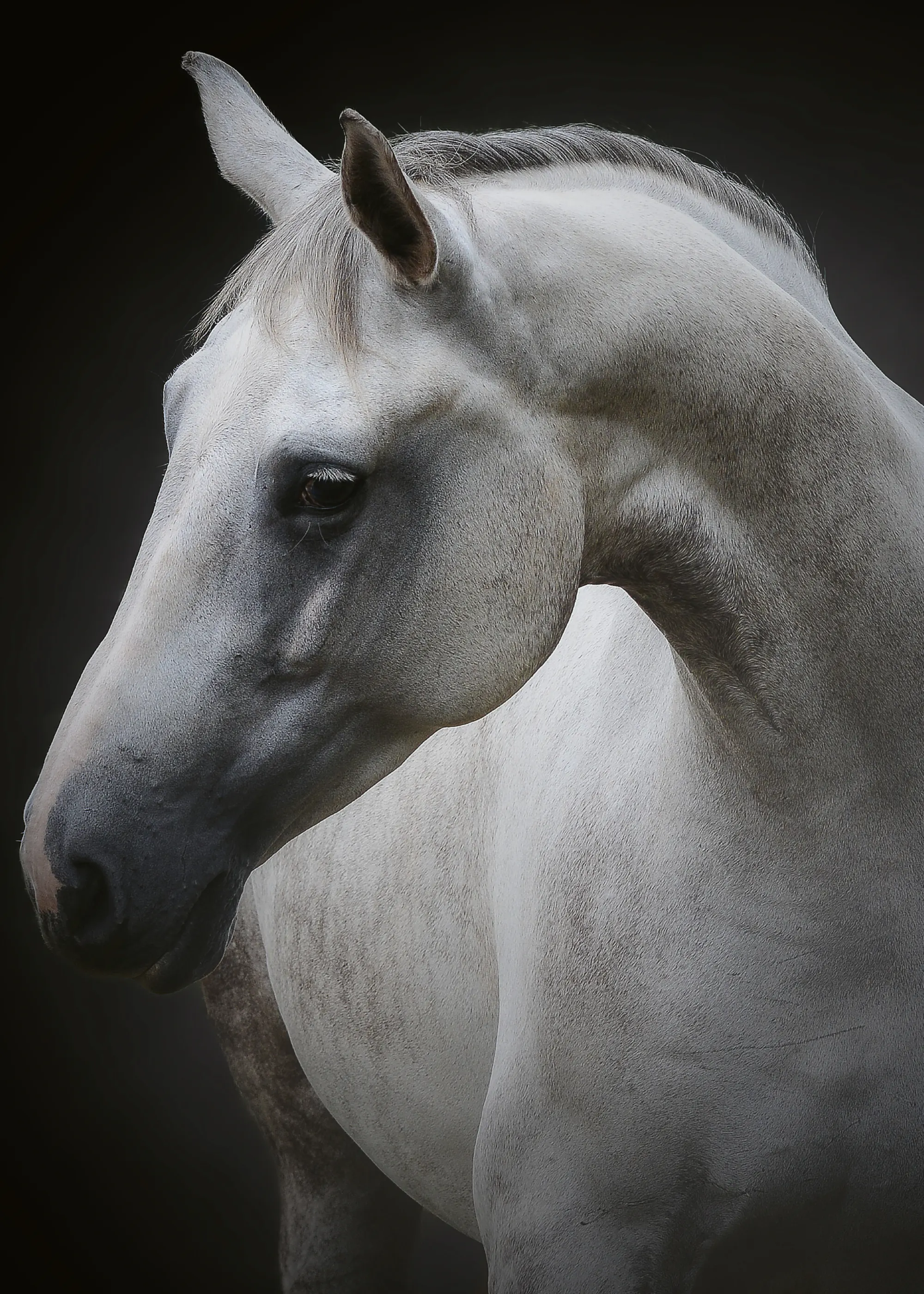 Avishai Avivi - Majestueus Wit Paard Poster 0