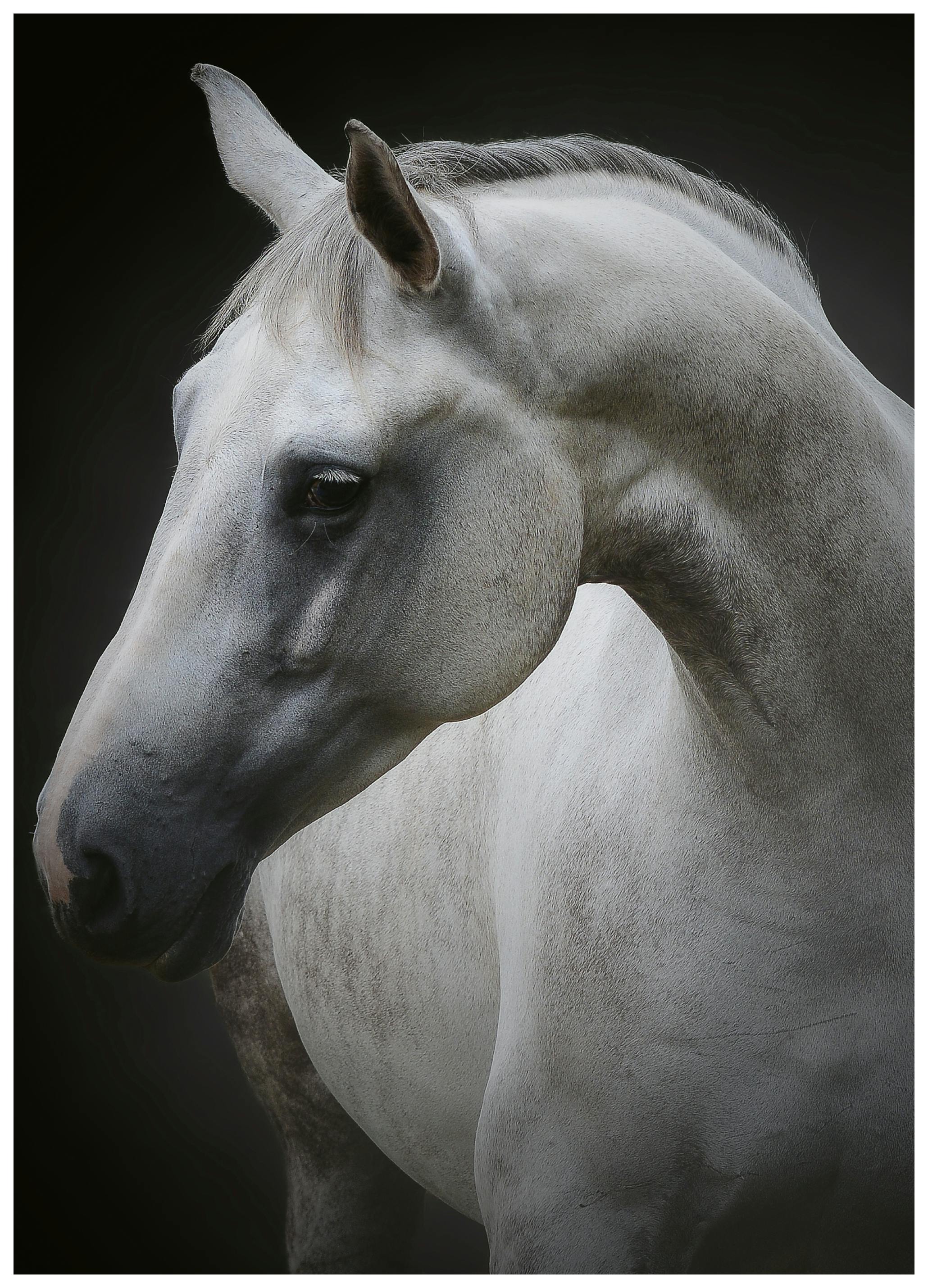 Avishai Avivi - Maestoso Cavallo Bianco Poster (40x50 cm) - Poster Store