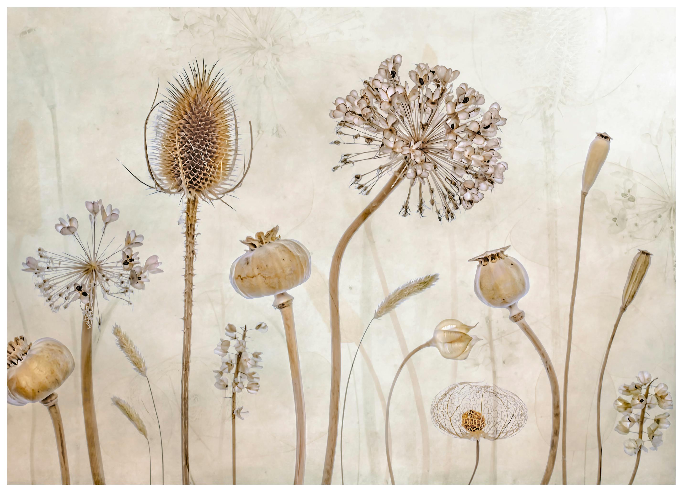 Mandy Disher - att åldras Poster (70x100 cm) - Poster Store
