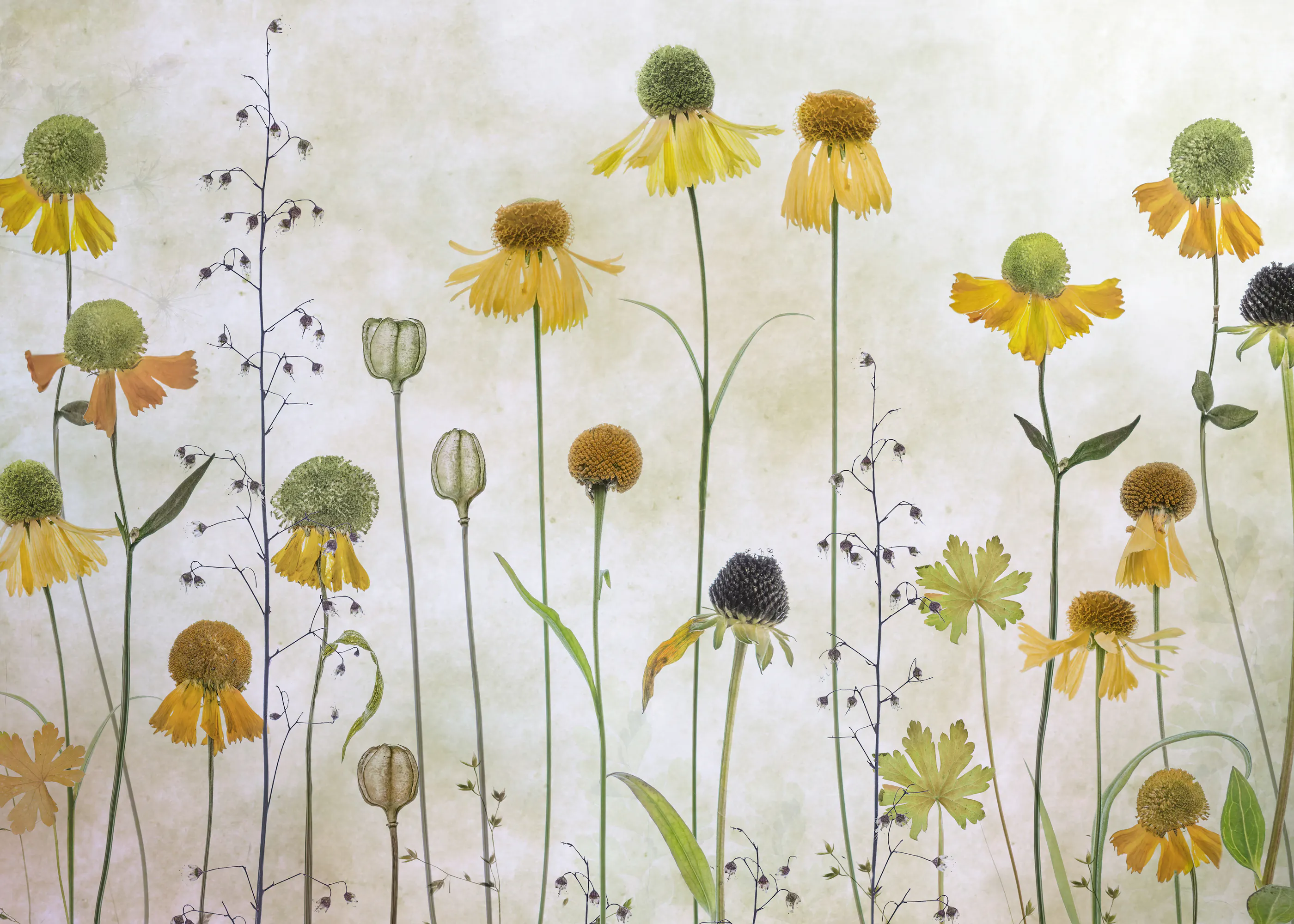 Mandy Disher - Helenium Poszter 0