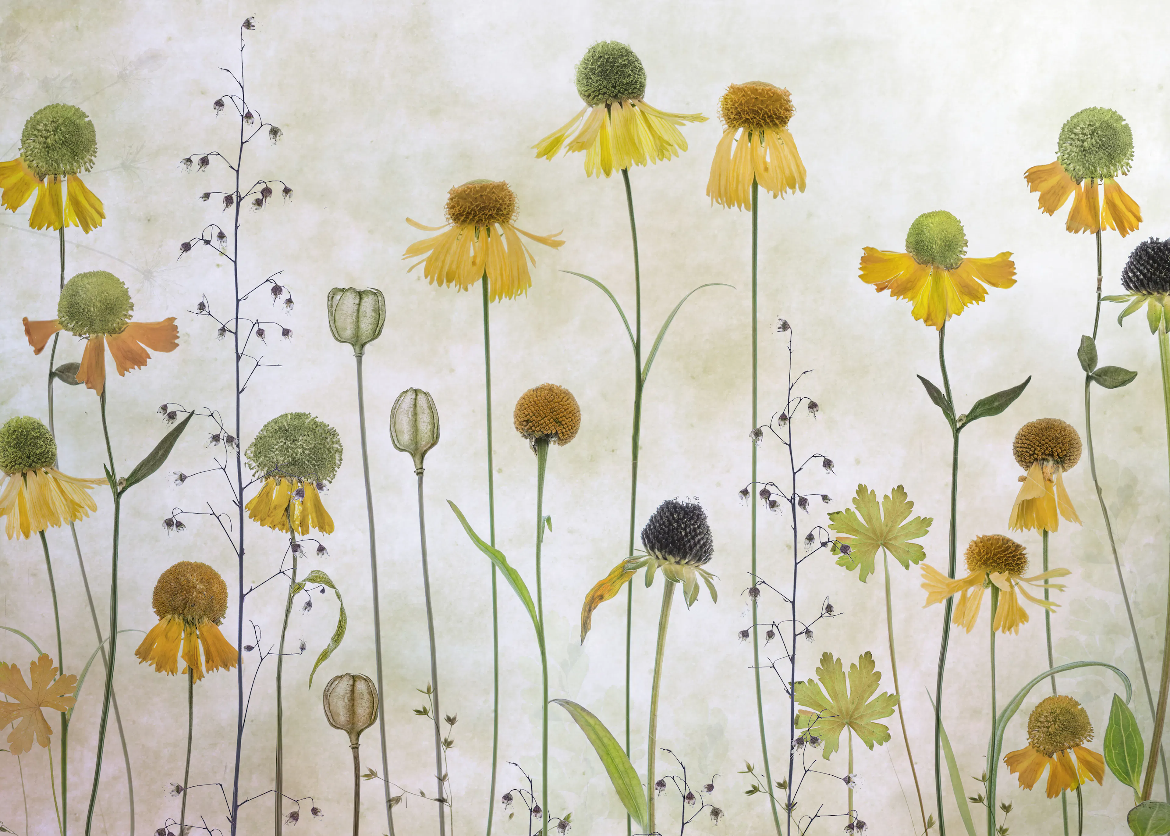 Mandy Disher - Helenium Poszter 0
