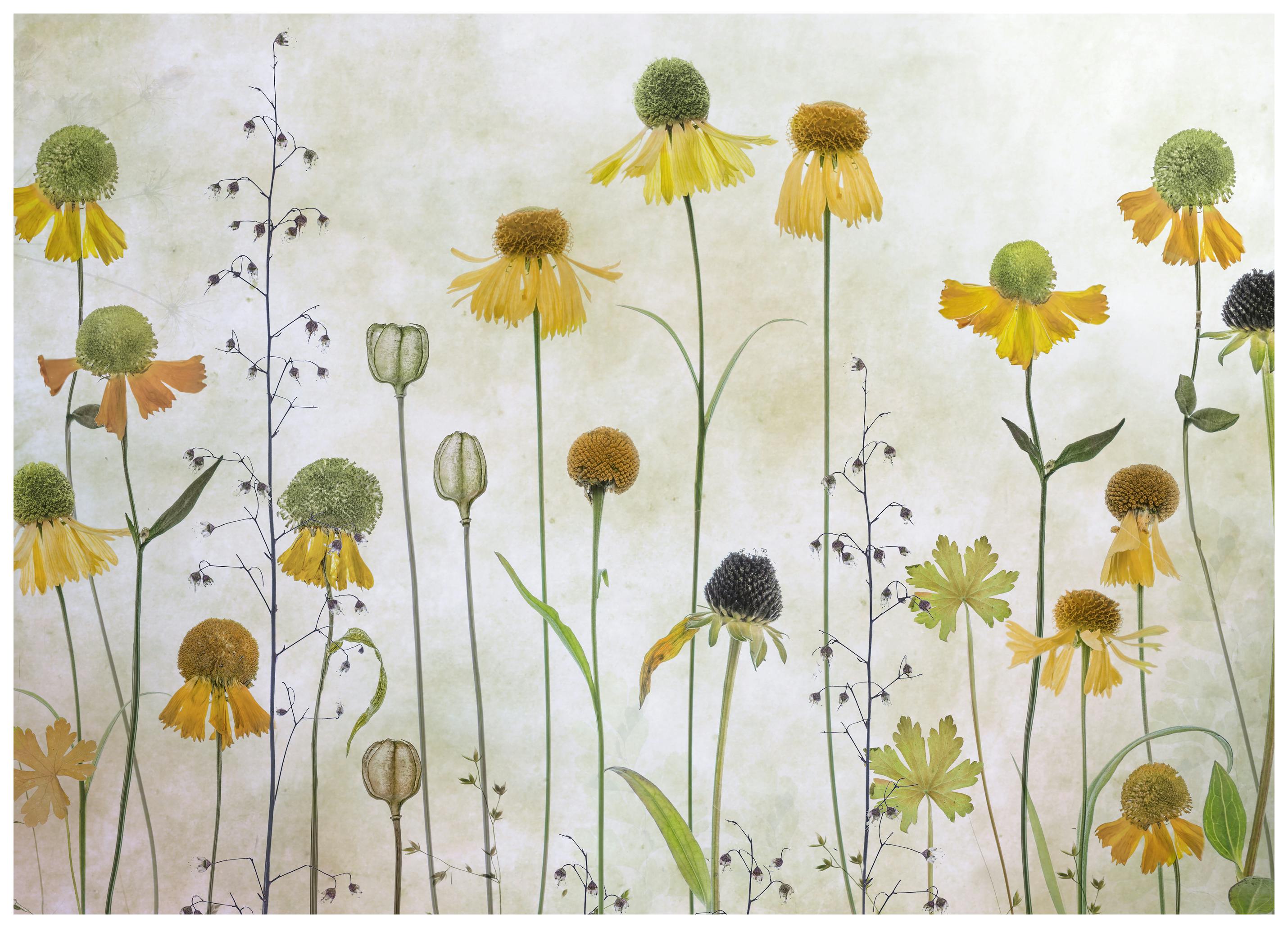 Mandy Disher - Helenium Plakat (13x18 cm) - Poster Store