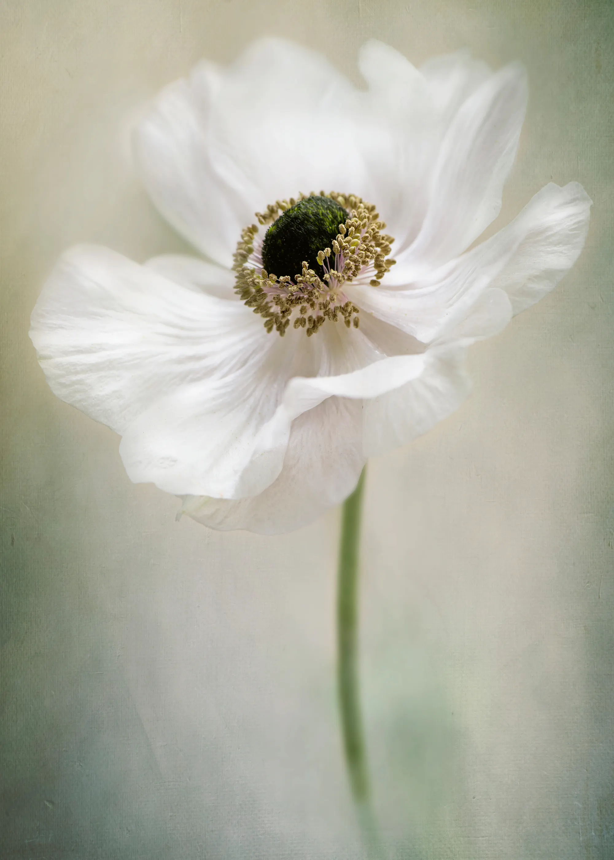 Jacky Parker - Eterisk Hvit Anemone Plakat 0