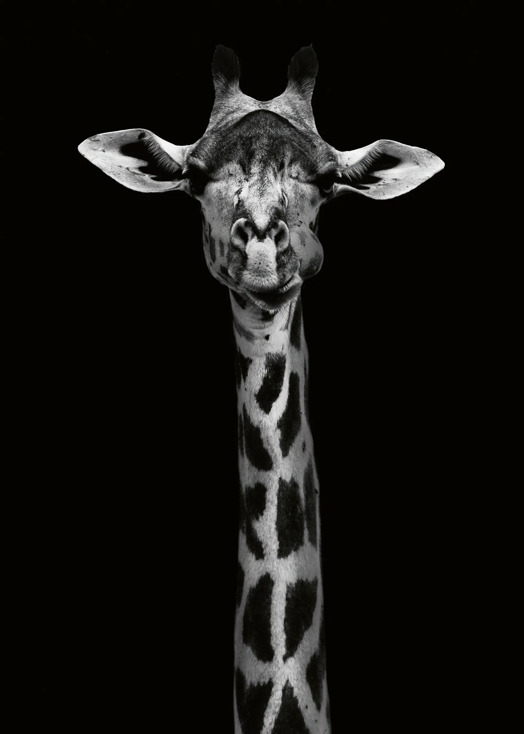 WildPhotoArt - Retrato de Jirafa Elegante Póster 0
