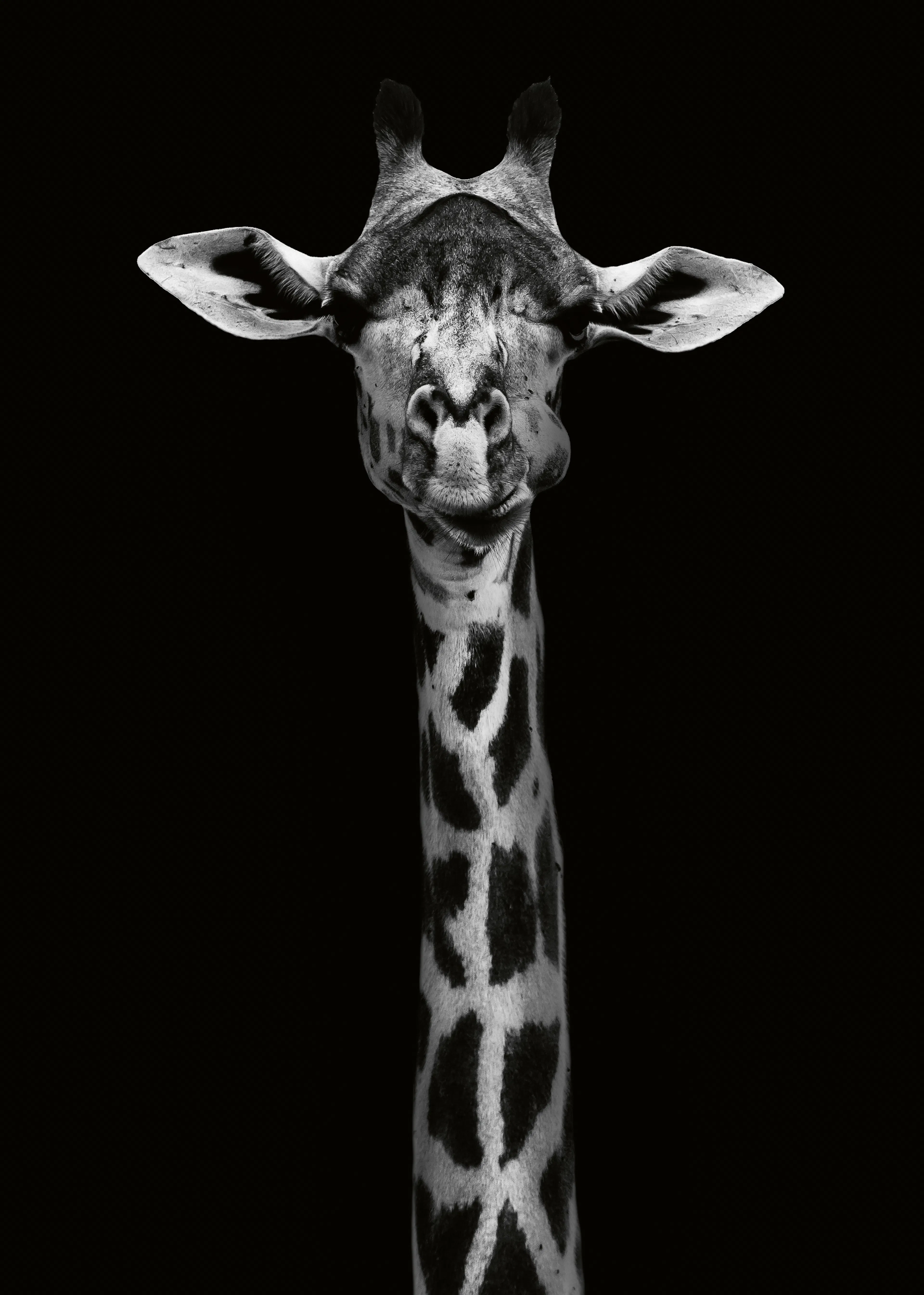 WildPhotoArt - Retrato de Jirafa Elegante Póster 0