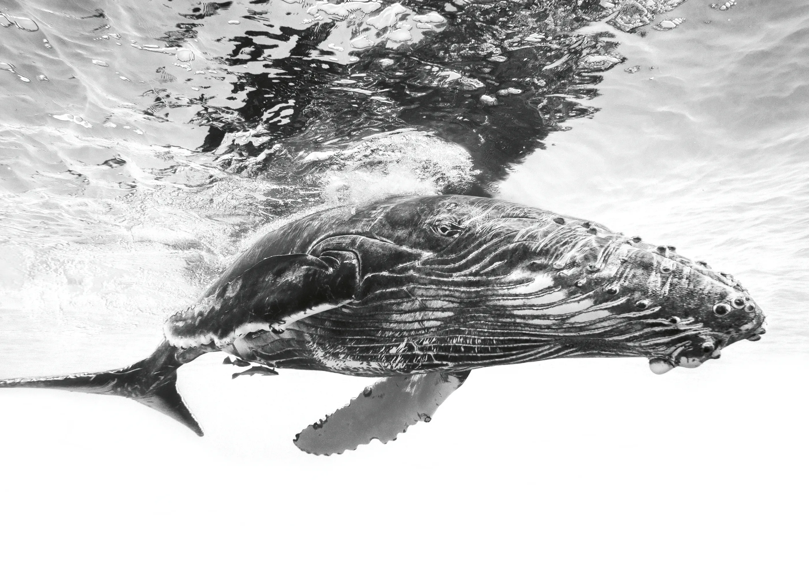 Barathieu Gabriel - Majestuosa Ballena Jorobada Póster 0