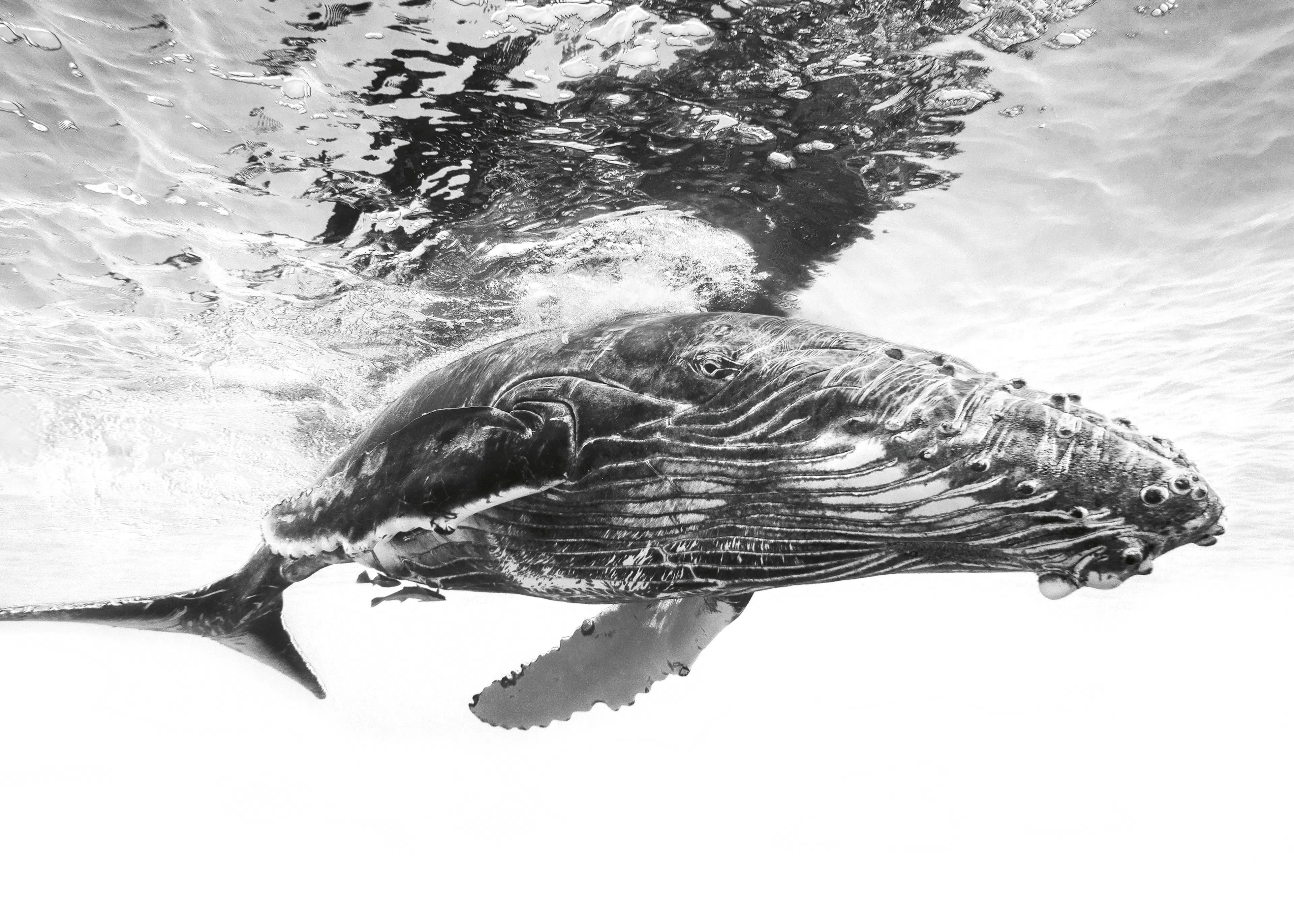 Barathieu Gabriel - Majestuosa Ballena Jorobada Póster 0